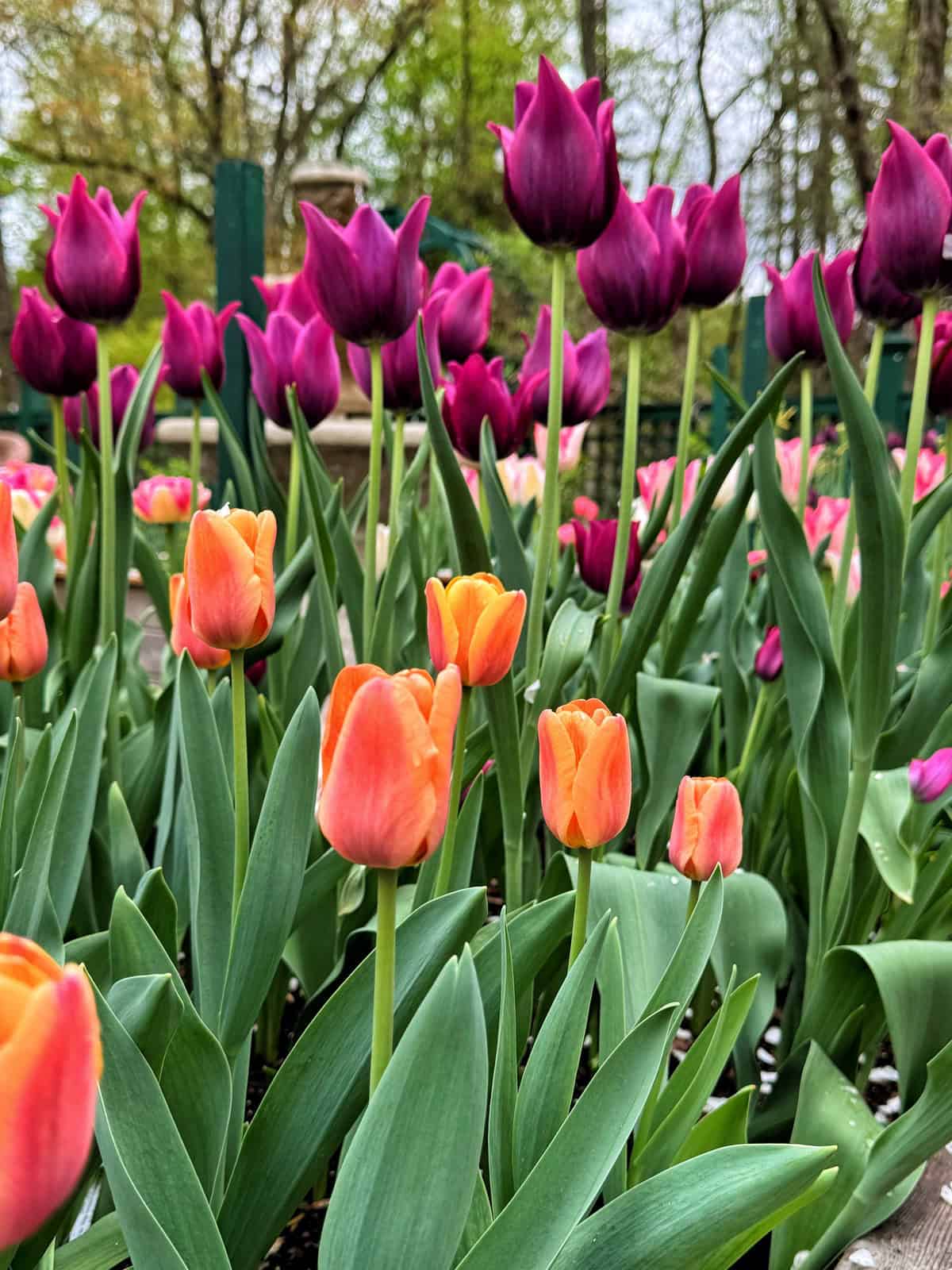 A vibrant garden bed filled with blooming orange and purple tulips, surrounded by green leaves and set against a background of trees and greenery.