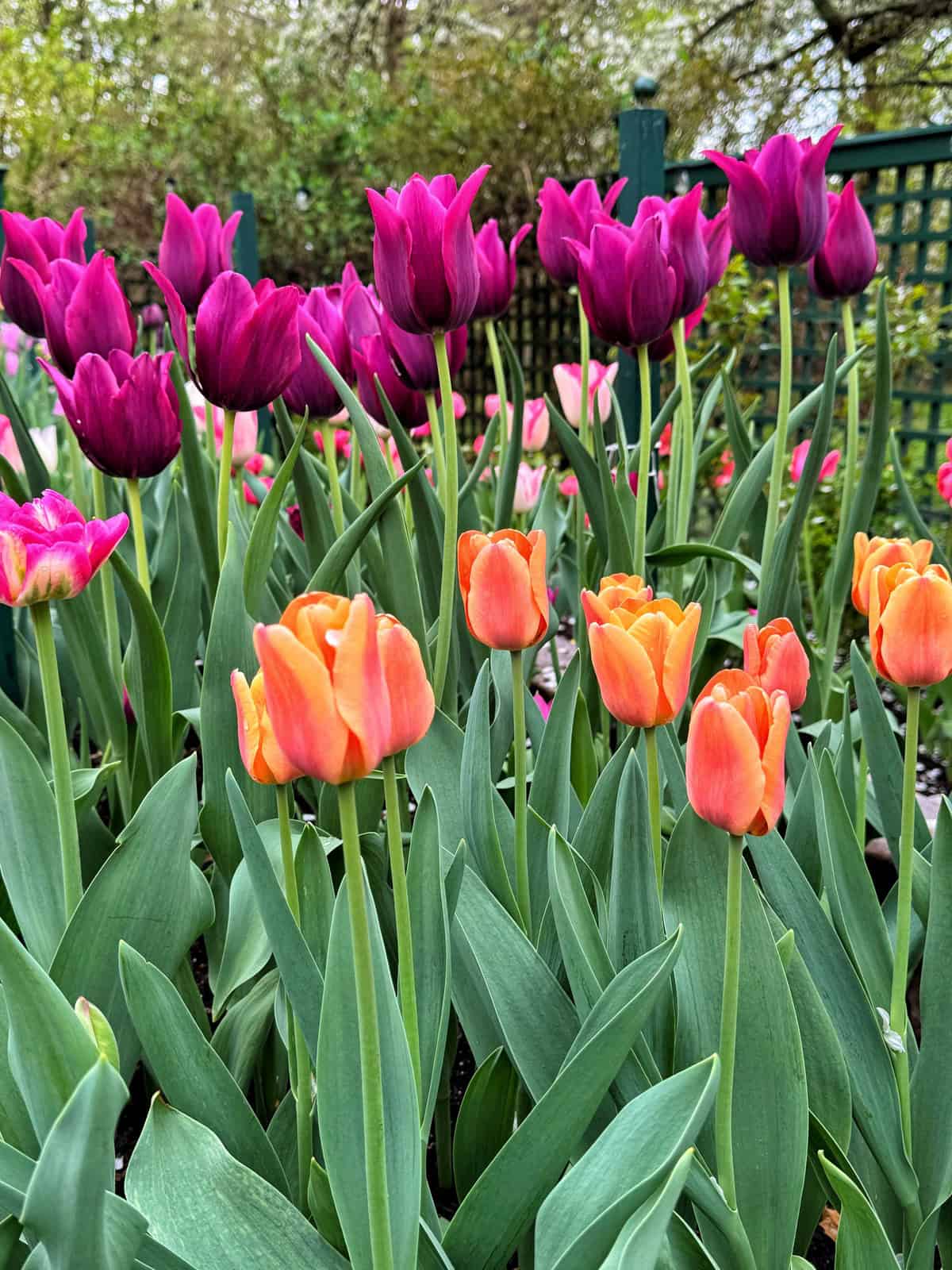 Clusters of orange and deep purple tulips bloom in a garden. Green leaves surround the vibrant flowers, and a dark green trellis and trees are visible in the background.