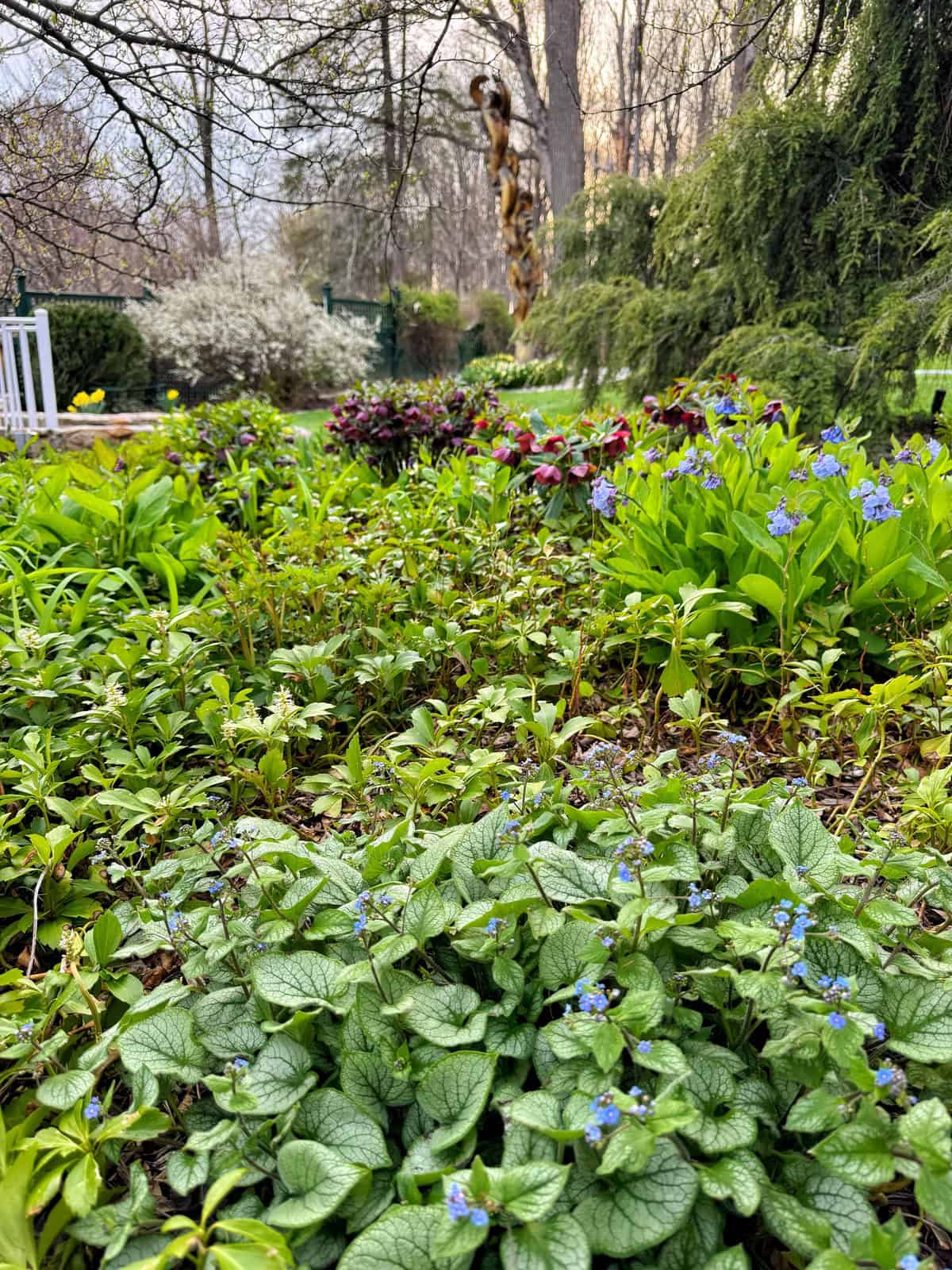 A lush garden with dense green foliage, small blue flowers in the foreground, flowering bushes, and tall trees in the background on a partly cloudy day.