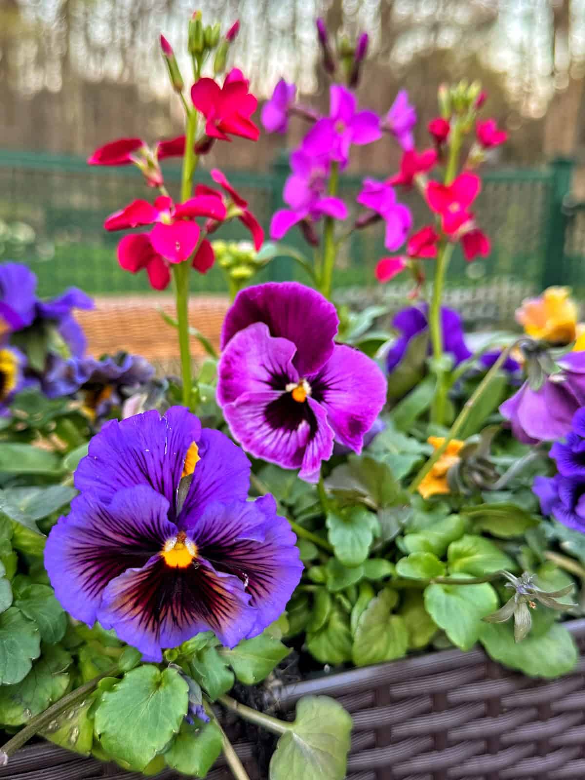 Close-up of vibrant pansies flowers in a garden, showcasing purple blooms with striking black centers amidst a backdrop of red and pink blossoms. The lush greenery complements the scene set against a blurred, natural outdoor background. Perfect for stunning stock photography.