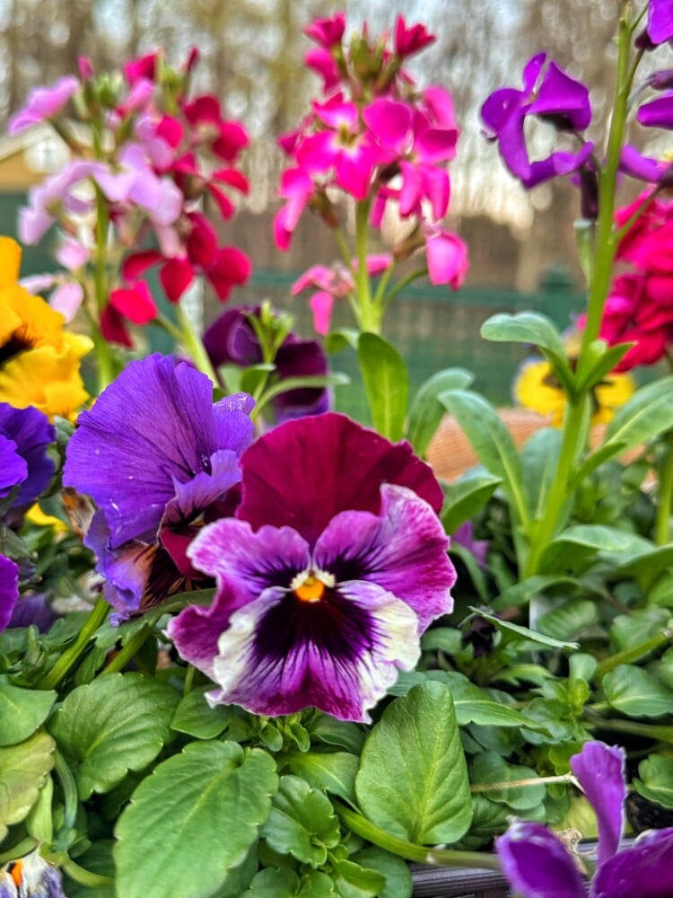 A close-up stock photo of vibrant purple, magenta, and yellow pansies flowers with green leaves, set among tall pink and purple cool season flowers in a garden. A blurred background of trees and a fence are visible.