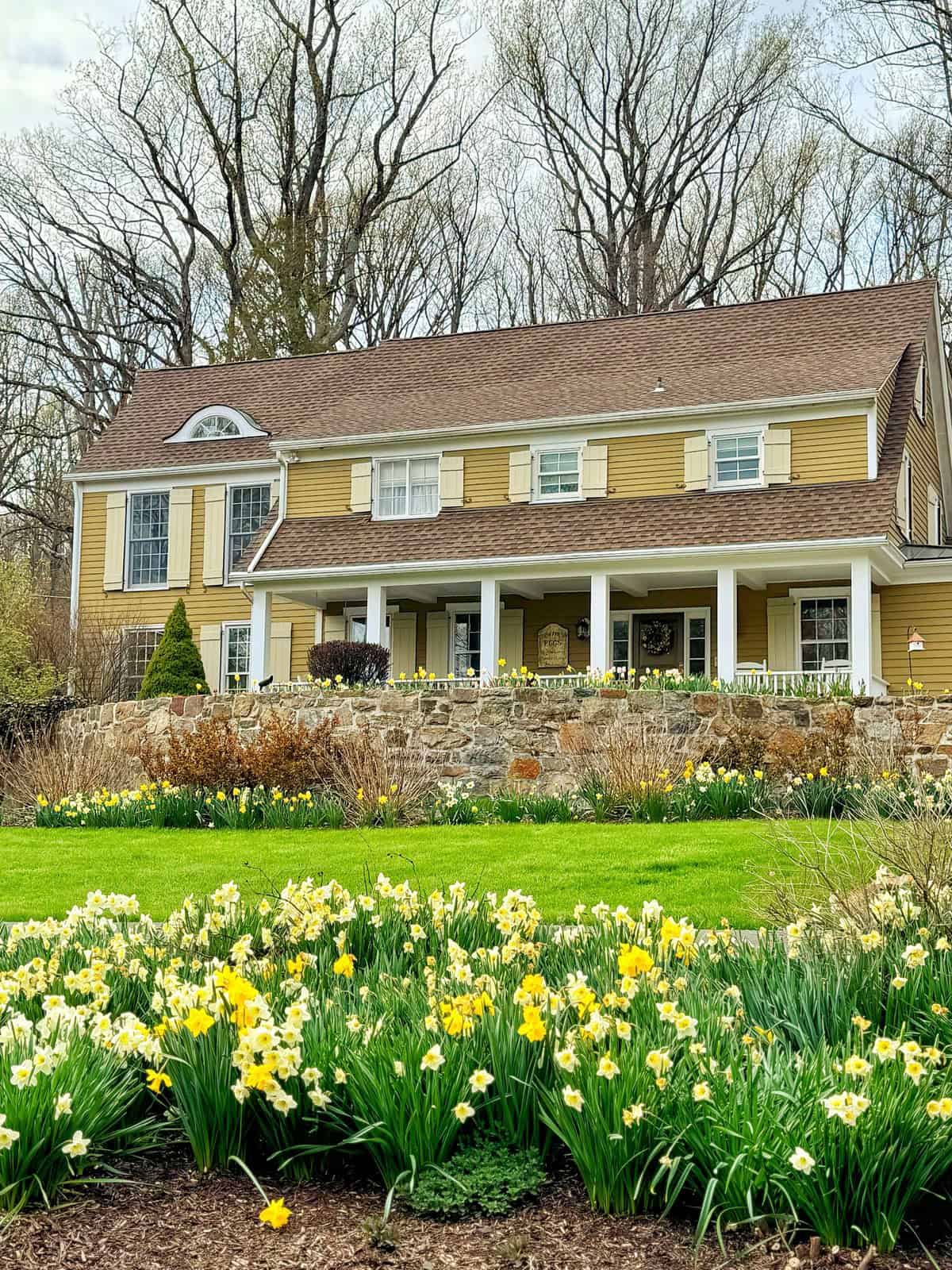A two-story yellow house with white trim and a large front porch sits behind a stone wall, surrounded by blooming yellow and white daffodils and lush green lawn, with tall leafless trees in the background.