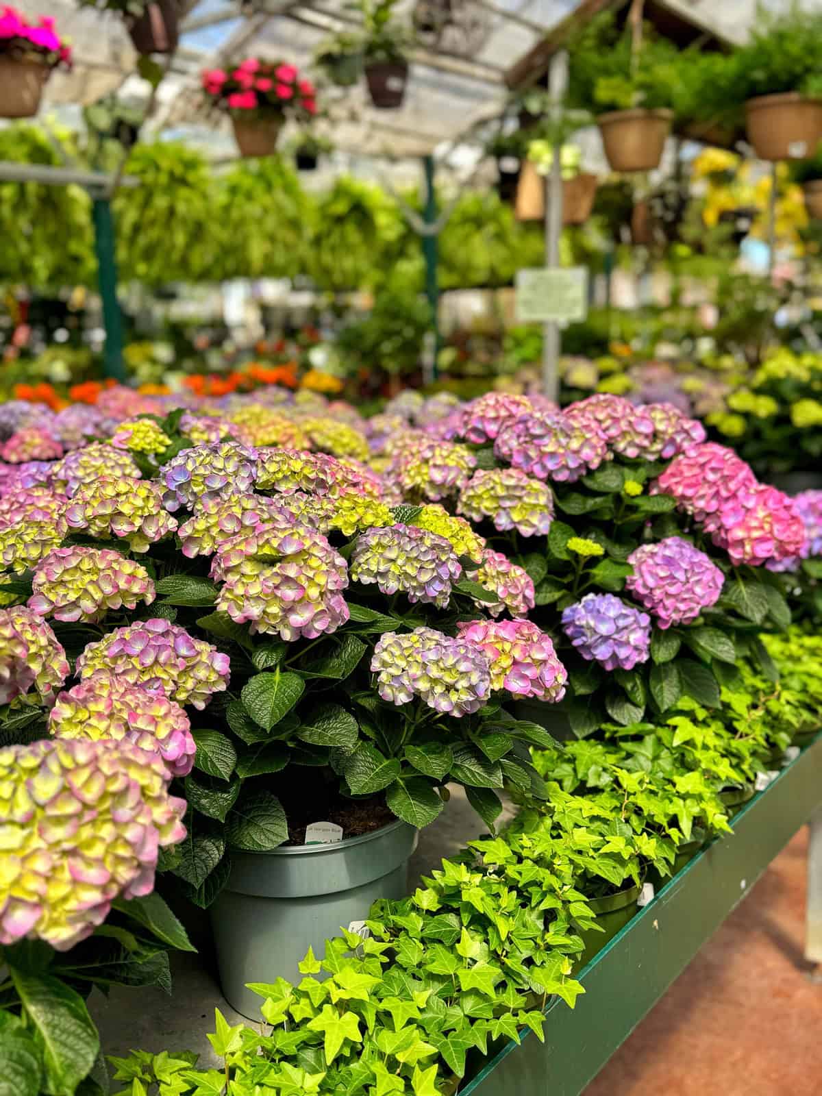 Potted hydrangeas with light purple and pink blooms are displayed on a table in a greenhouse, surrounded by green leafy plants and hanging baskets of flowers in the background.