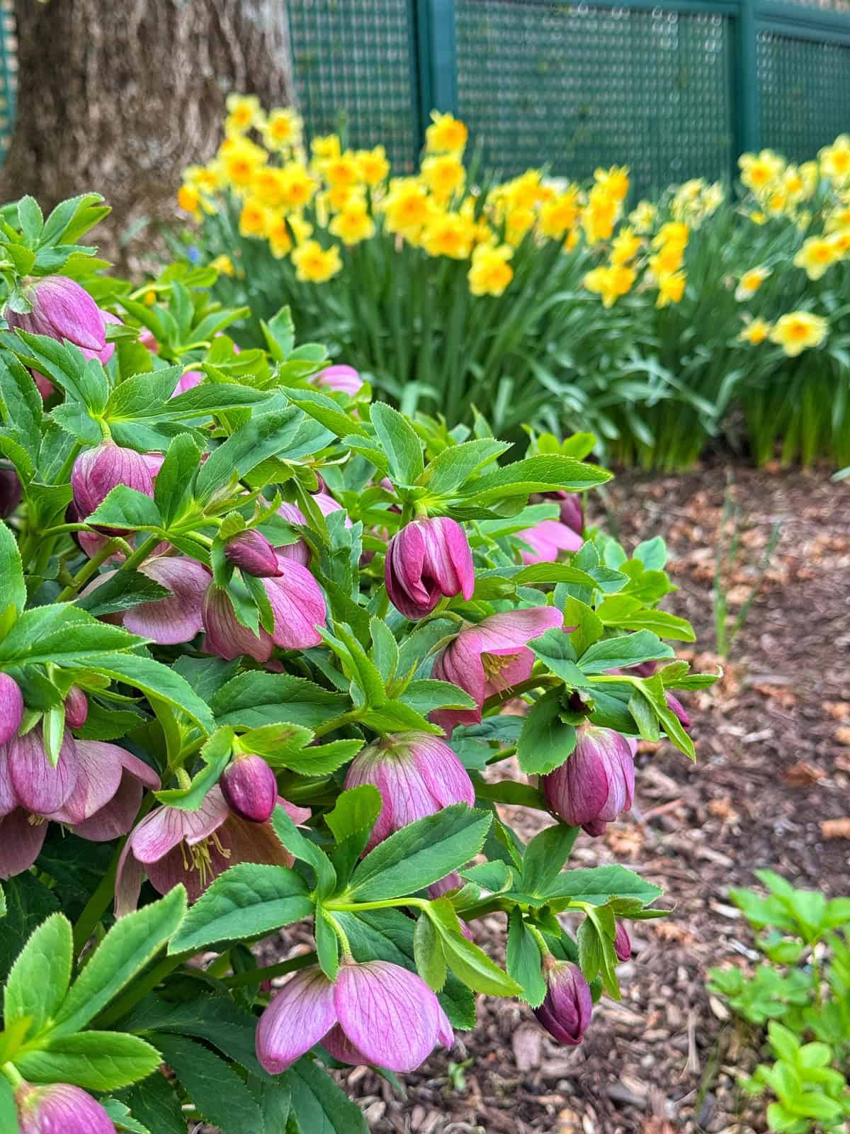 Pinkish-purple hellebore flowers in the foreground with bright yellow daffodils blooming in the background near a green fence in a garden setting.