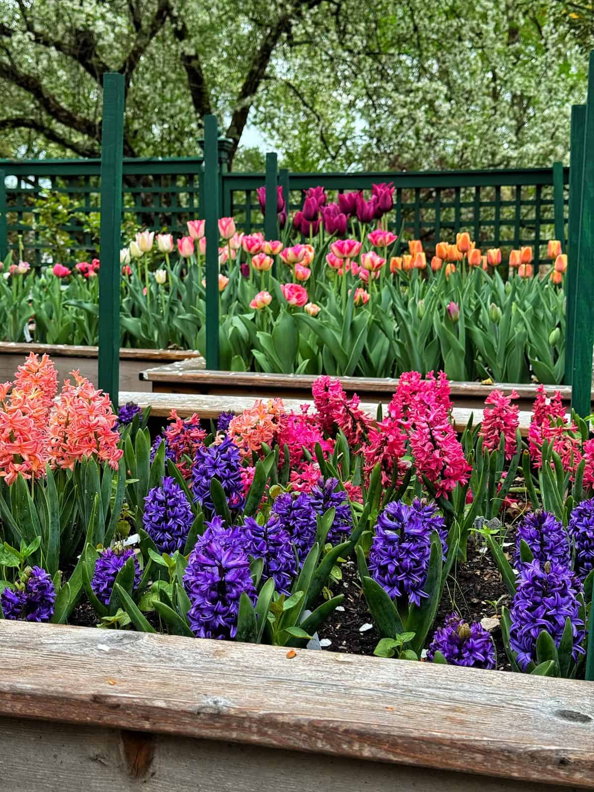 Colorful flower beds with vibrant purple, pink, and orange hyacinths in the foreground and tulips in shades of pink, yellow, and purple in the background, set in a garden with green fencing and leafy trees.