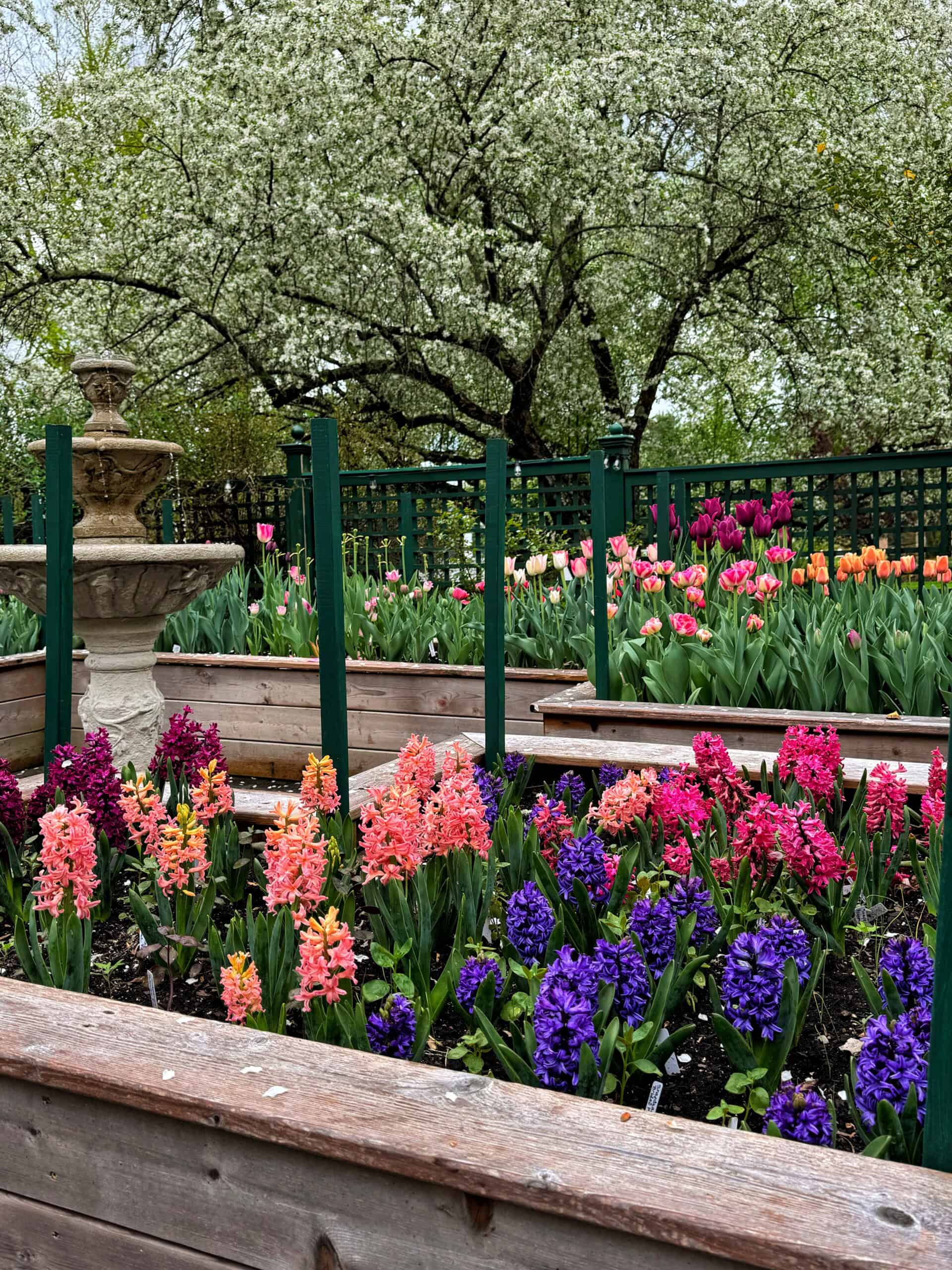Raised garden beds filled with colorful blooming flowers, including pink, purple, and orange hyacinths and tulips, with a stone fountain and blossoming trees in the background.