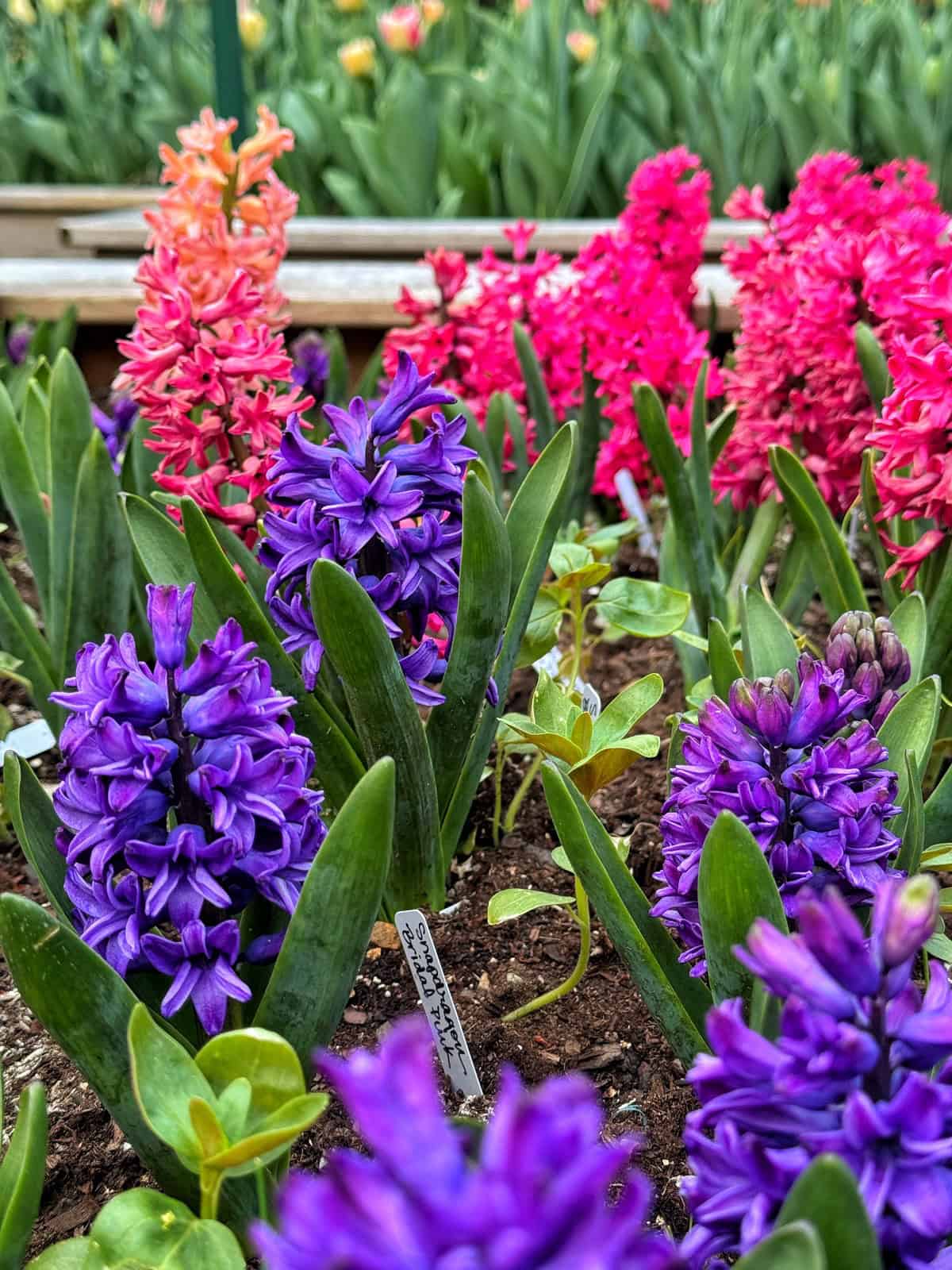 Clusters of purple, pink, and coral hyacinth flowers grow in soil with green leaves. A small plant label is visible among the blooms. The background shows more flowers and green foliage.