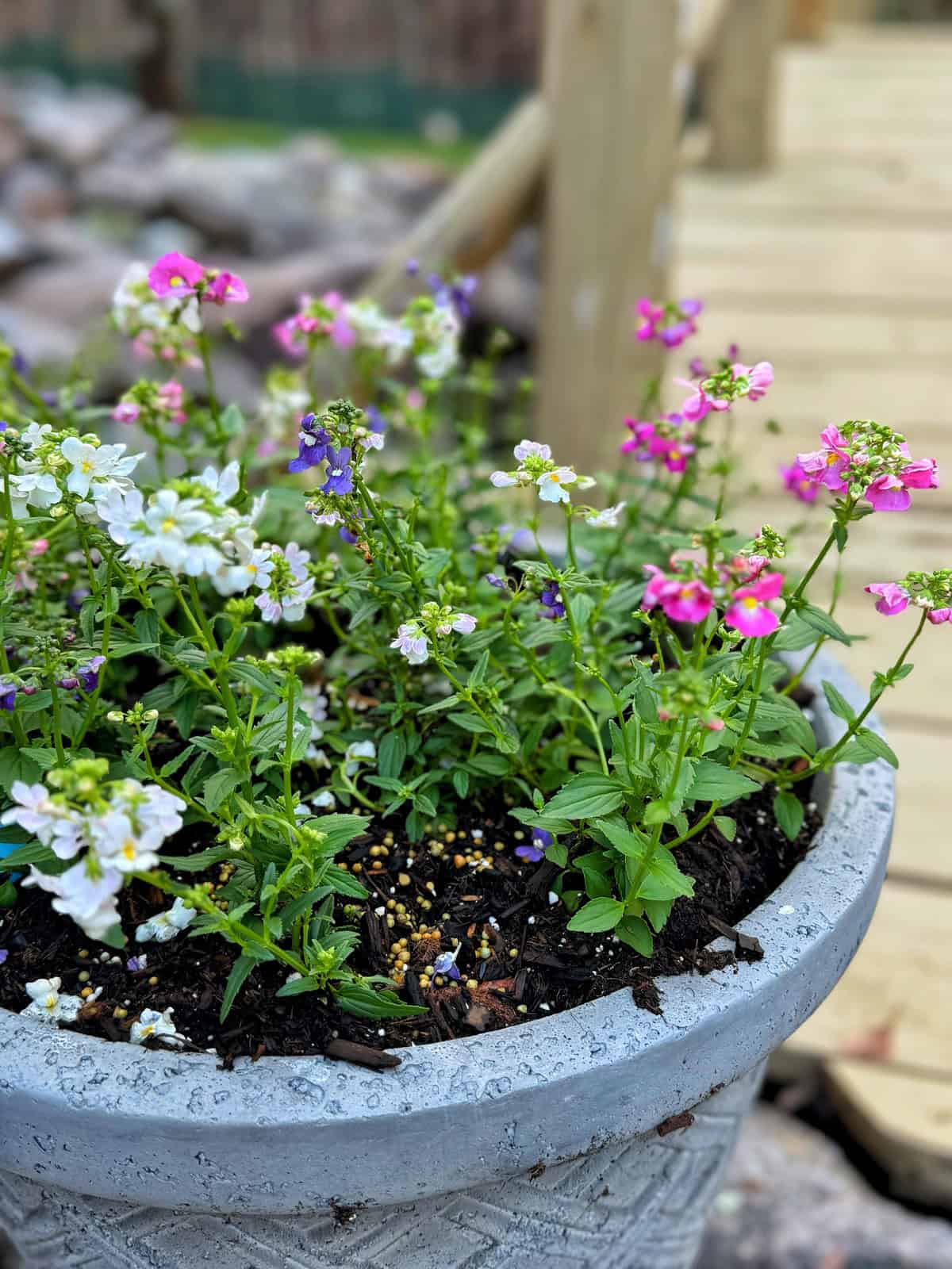 A large gray pot filled with vibrant pink, white, and purple nemesia flowers. The lush greenery overflows from the pot, set against a blurred wooden walkway and natural background, suggesting a garden setting.