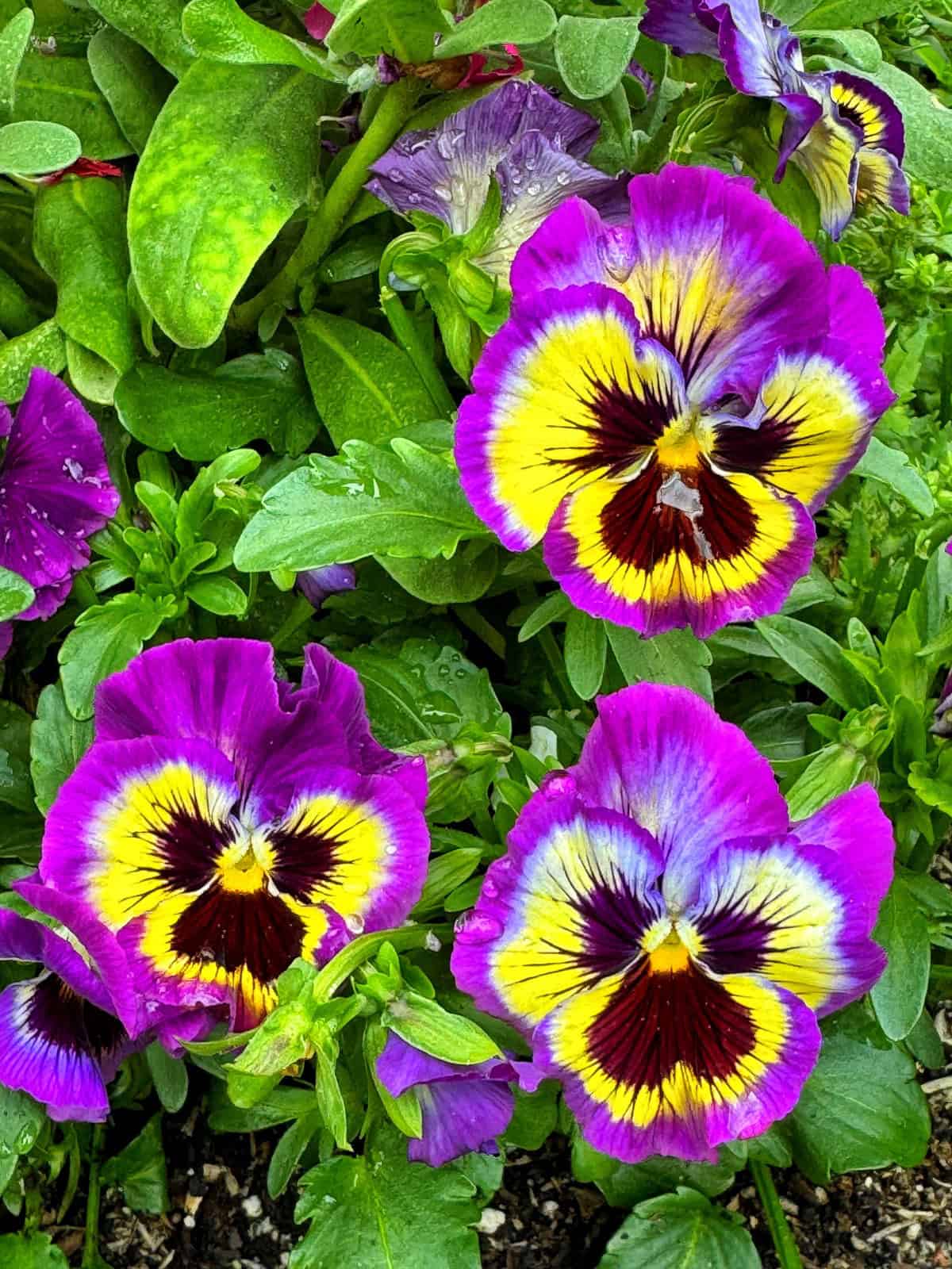Bright purple, yellow, and maroon pansy flowers with green leaves growing closely together in a garden bed. The petals display a striking pattern with the colorful markings radiating from the center.