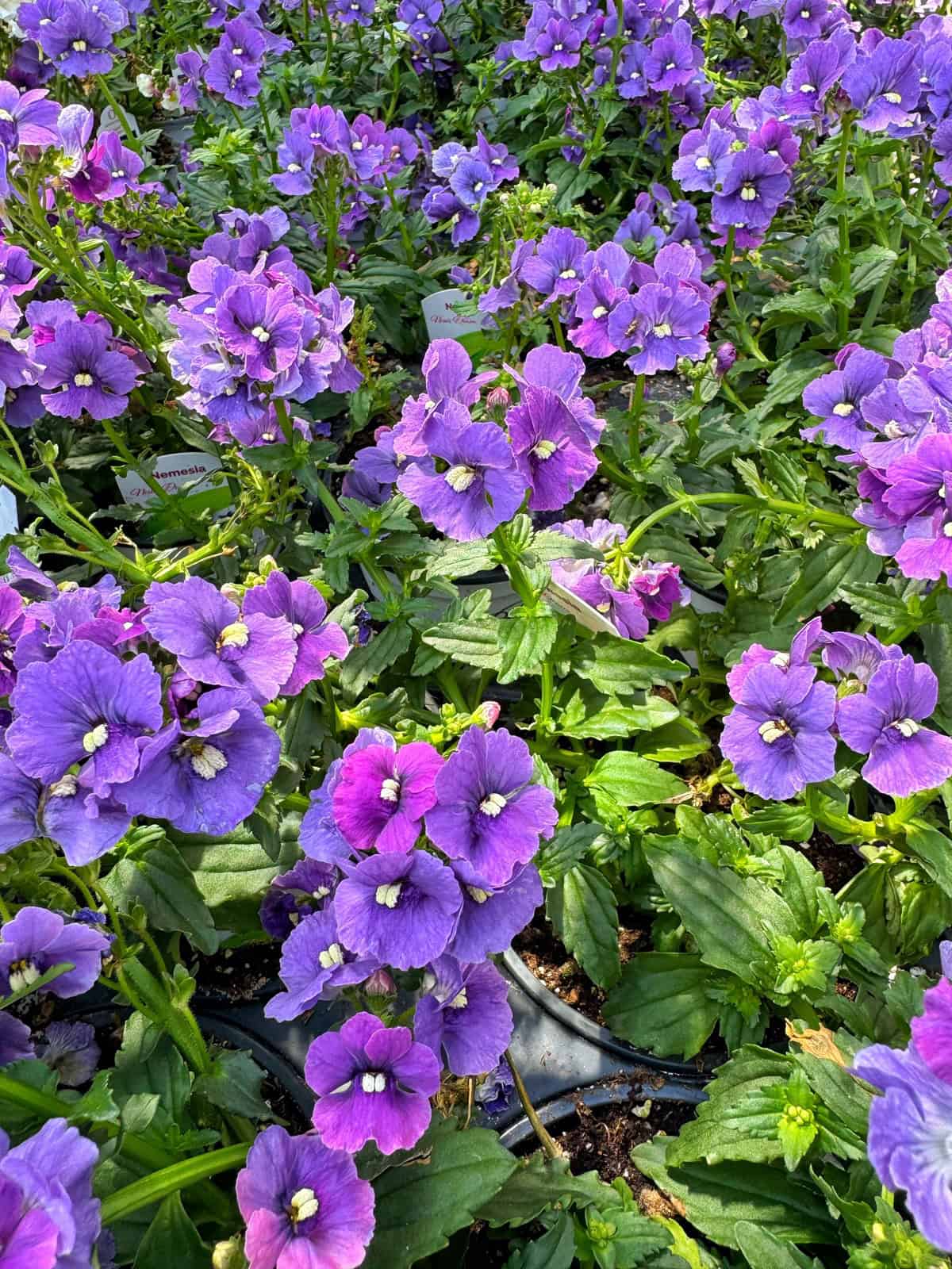 Clusters of purple flowers (nemesia) with small white centers and green leaves grow closely together in a garden bed, with some plant labels visible among the foliage. Sunlight highlights the vibrant colors.