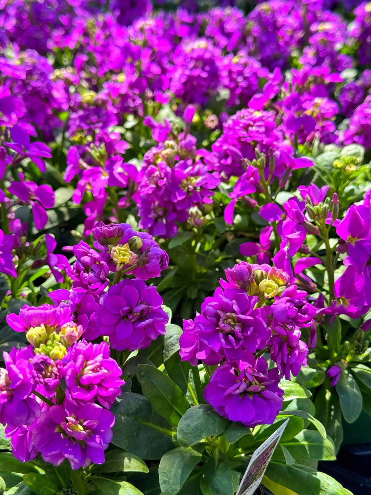 Clusters of vibrant purple stock flowers with green leaves fill the image, bathed in bright sunlight, creating a lively and colorful garden scene.