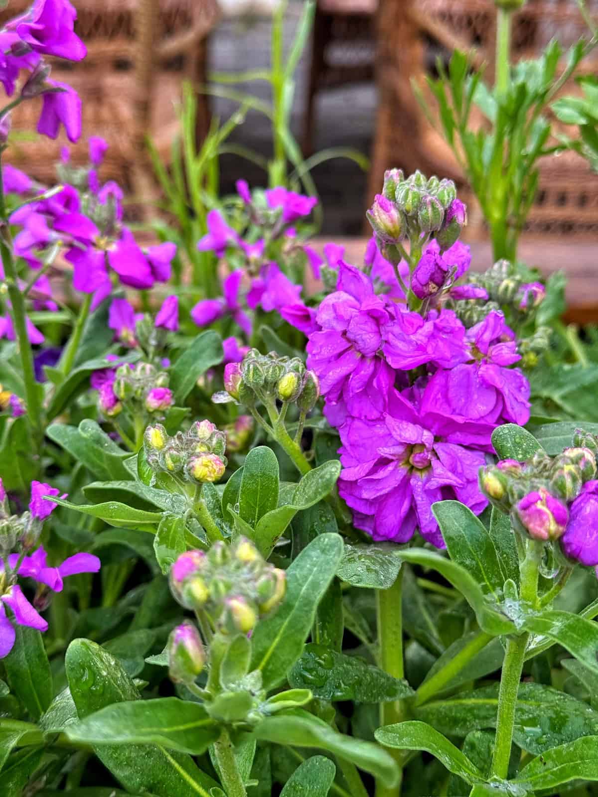 Vibrant clusters of purple stock flowers surrounded by lush green leaves, with some buds yet to bloom. In the blurred background, there are wicker chairs, suggesting a garden or outdoor setting.