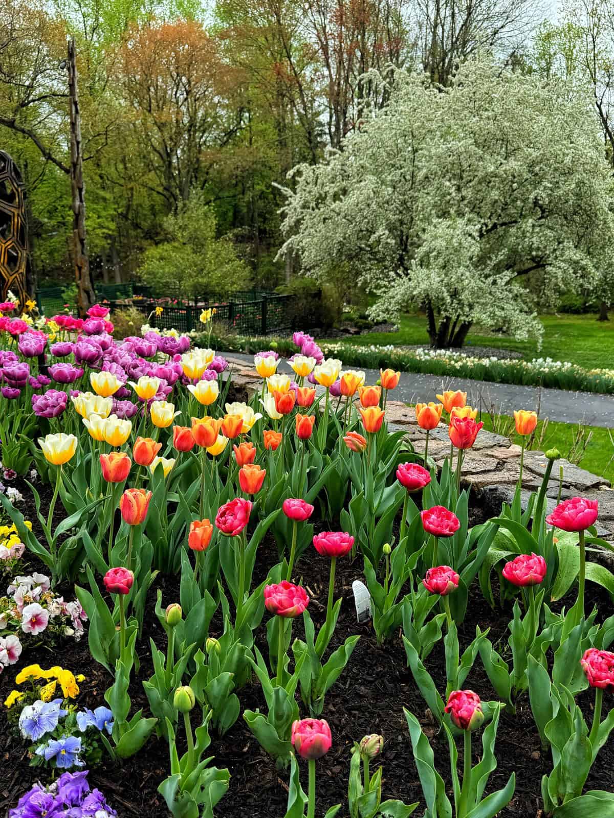A vibrant garden bed filled with blooming tulips in shades of red, yellow, pink, and orange, with a flowering white tree and lush green trees in the background on a spring day.