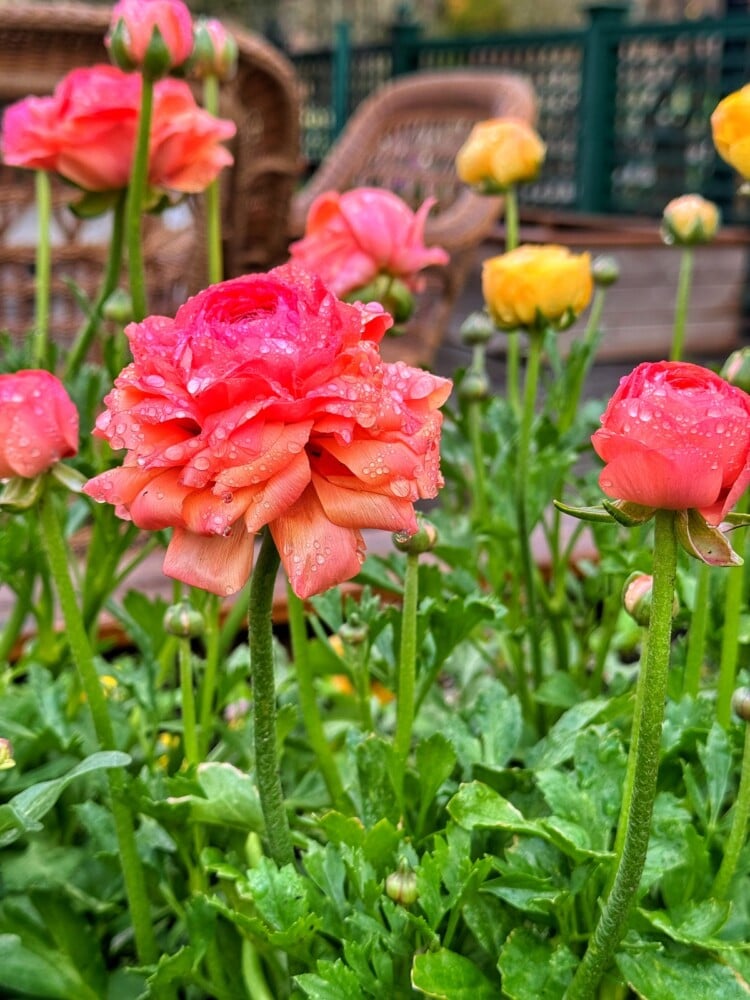 Close-up of vibrant pink and yellow flowers covered in dew drops, set against a blurred background of wicker chairs and greenery. The focus is on the lush pink flower in the foreground.