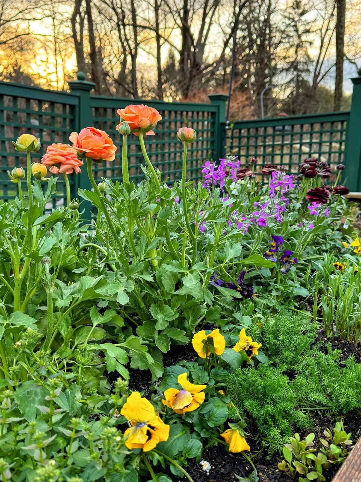 A garden bed with vibrant flowers including orange and dark red ranunculus, purple stock, and yellow pansies. The plants are lush and healthy. In the background, there's a green lattice fence and bare trees under a setting sun.