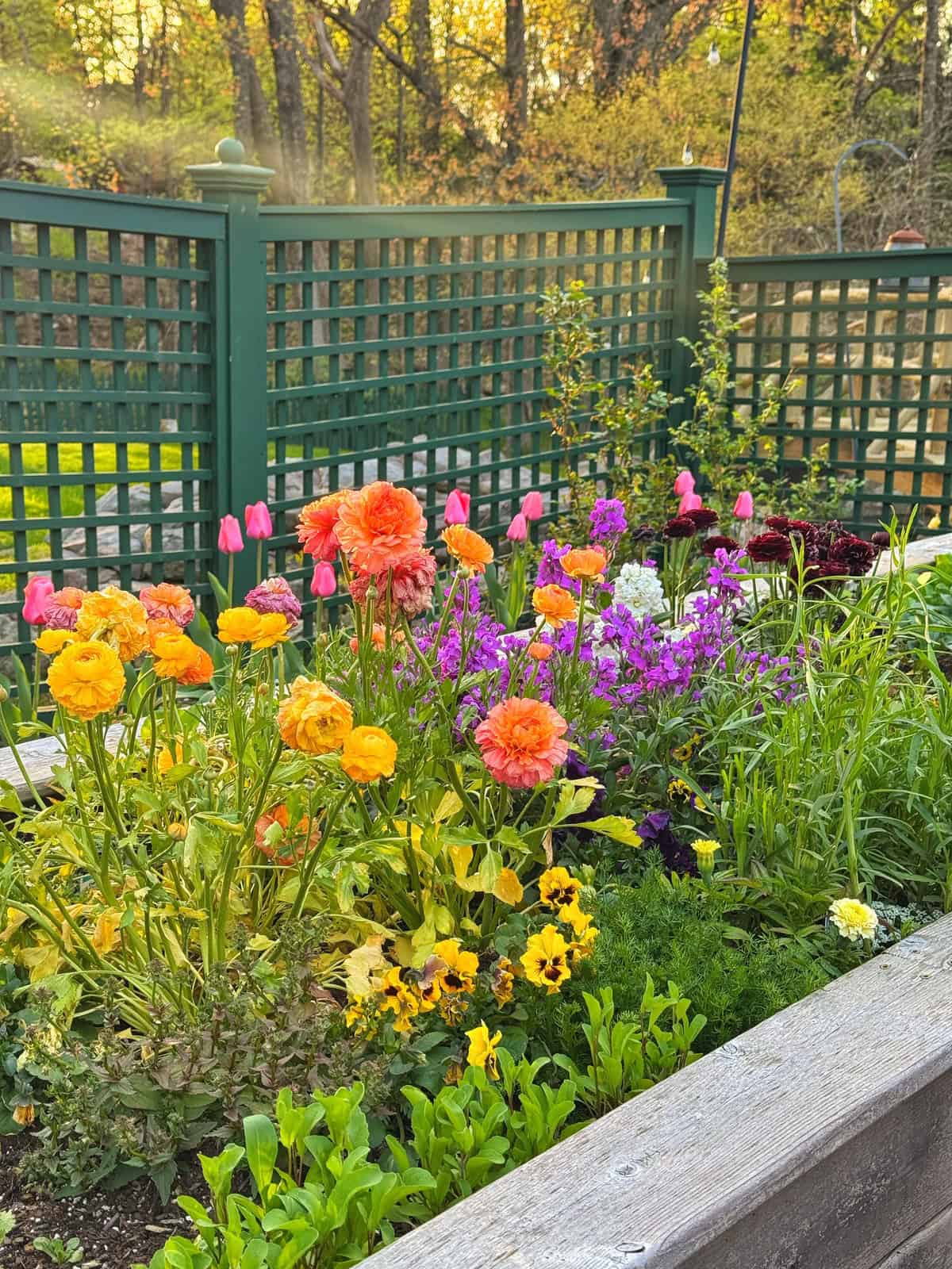 A raised garden bed filled with colorful flowers&mdash;orange, yellow, pink, and purple (ranunculus, stock, pansies, and nemesia&mdash;sits in front of a green lattice fence, with trees and sunlight in the background.