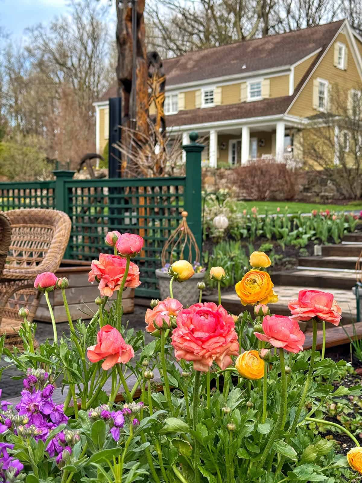 A garden with vibrant pink, orange, and yellow flowers in the foreground, wicker chairs, and a green fence, with a yellow house and trees in the background.