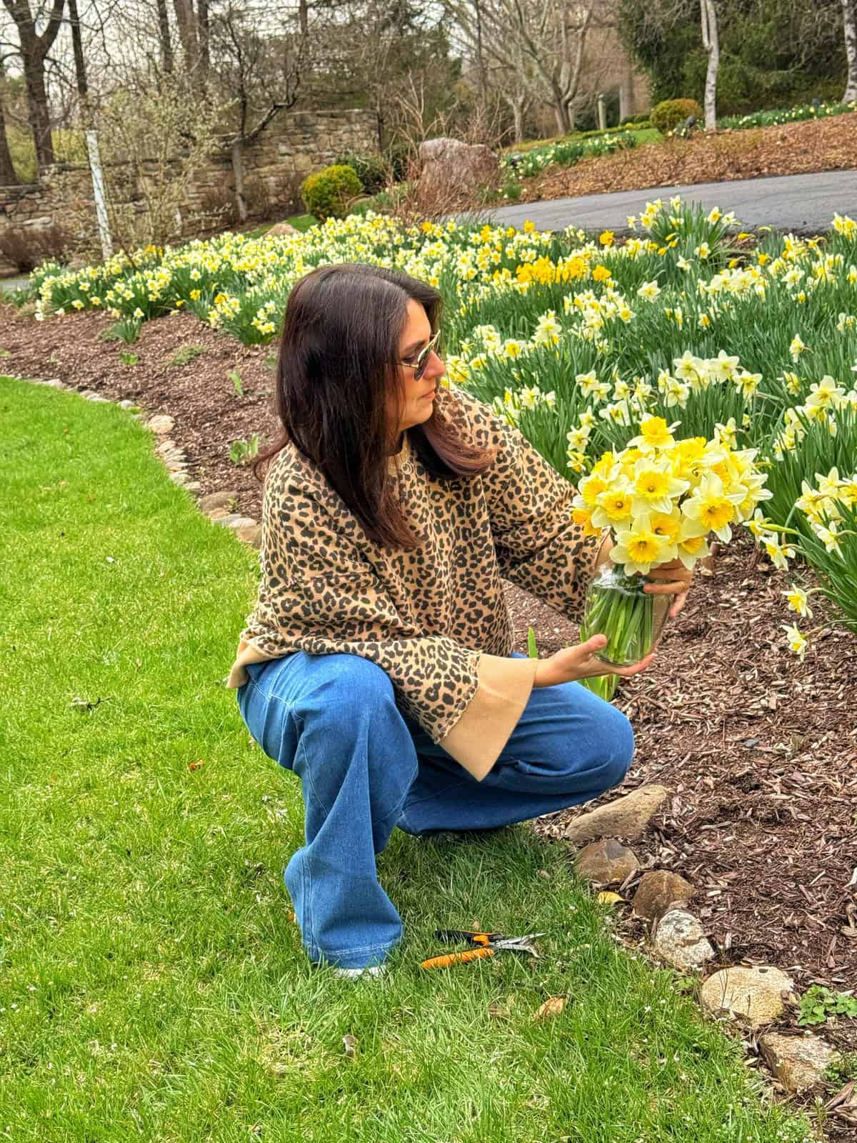 A woman wearing sunglasses and a leopard print sweater is kneeling on grass, holding a bunch of yellow daffodils near a flowerbed. She is surrounded by blooming daffodils, with gardening scissors on the ground beside her.