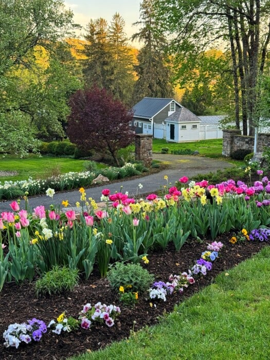 A vibrant spring garden with colorful tulips and pansies in bloom borders a driveway leading to a blue house with white trim, surrounded by lush green trees and a peaceful rural landscape.