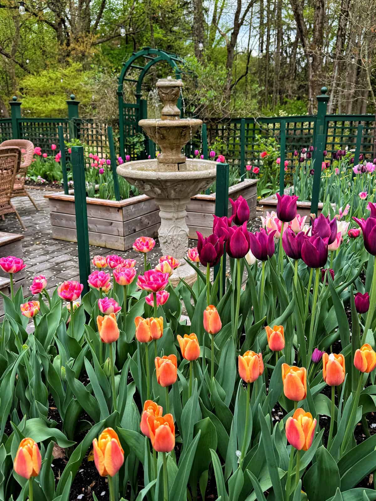 A garden with vibrant orange, pink, and purple tulips in bloom, surrounding a stone fountain. Behind the flowers are raised beds, green fencing, a green arbor, and trees in the background.