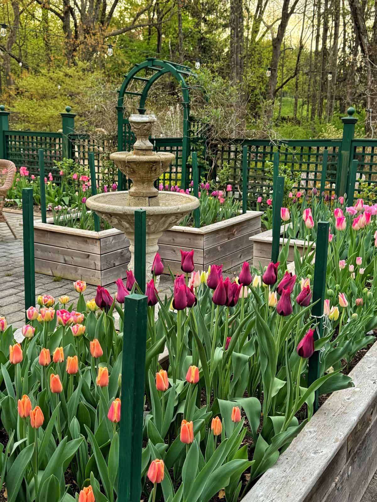 A garden with pink, purple, and orange tulips surrounds a stone fountain, set in wooden raised beds with green fencing and a wooded area in the background.