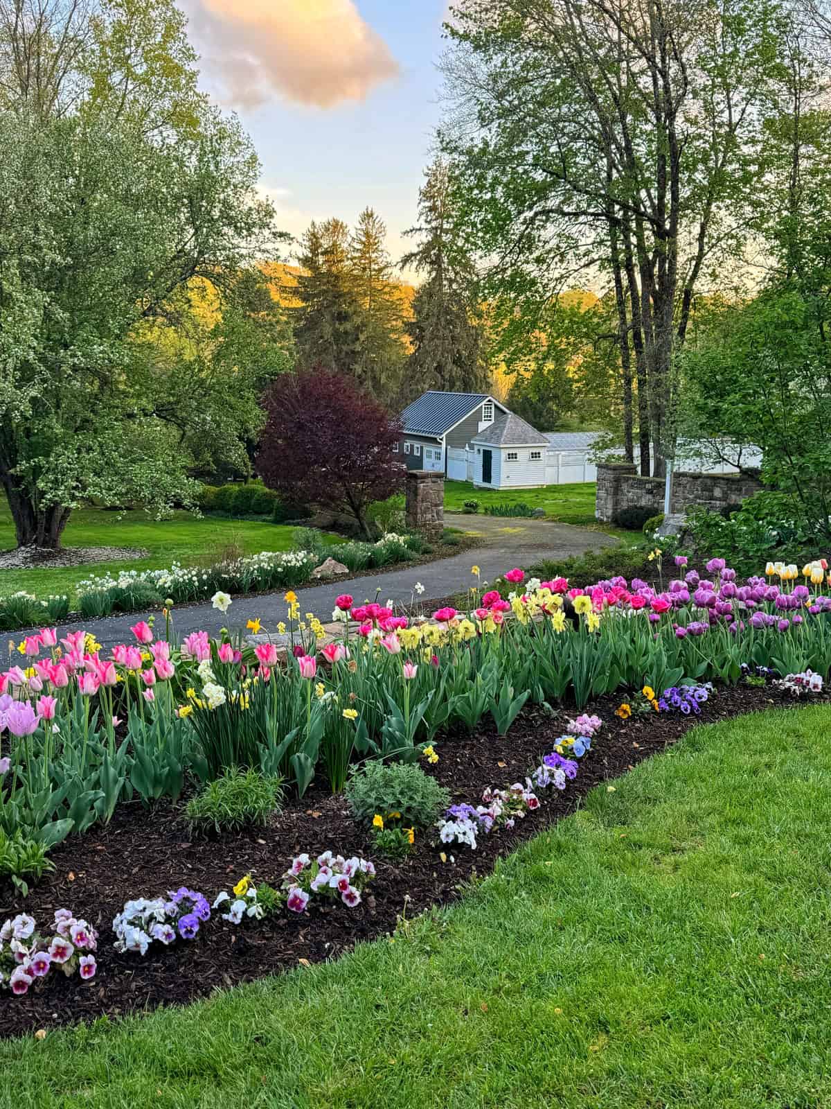 A vibrant flower garden with rows of tulips and pansies sits beside a curved driveway, with lush green trees and a white house and garage in the background on a sunny day.