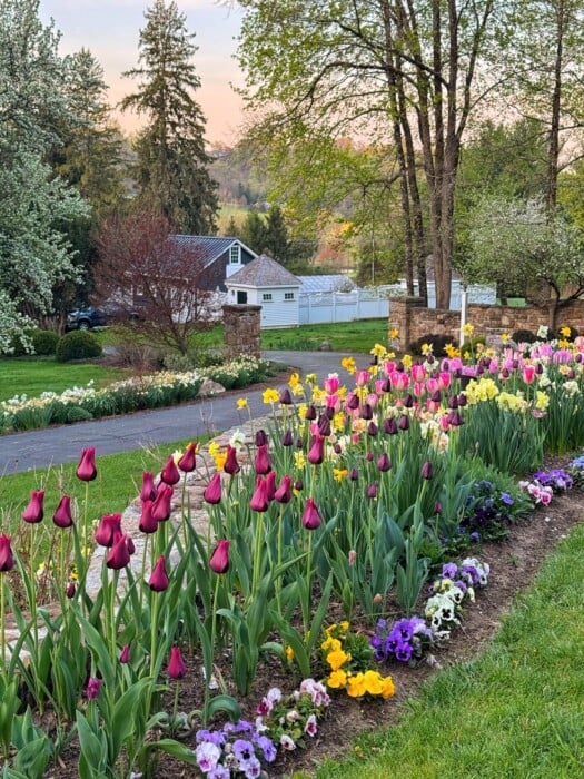 A garden with rows of tulips and pansies in purple, yellow, and white blooms beside a driveway. Trees, green grass, a white fence, and a house are visible in the background at sunset.