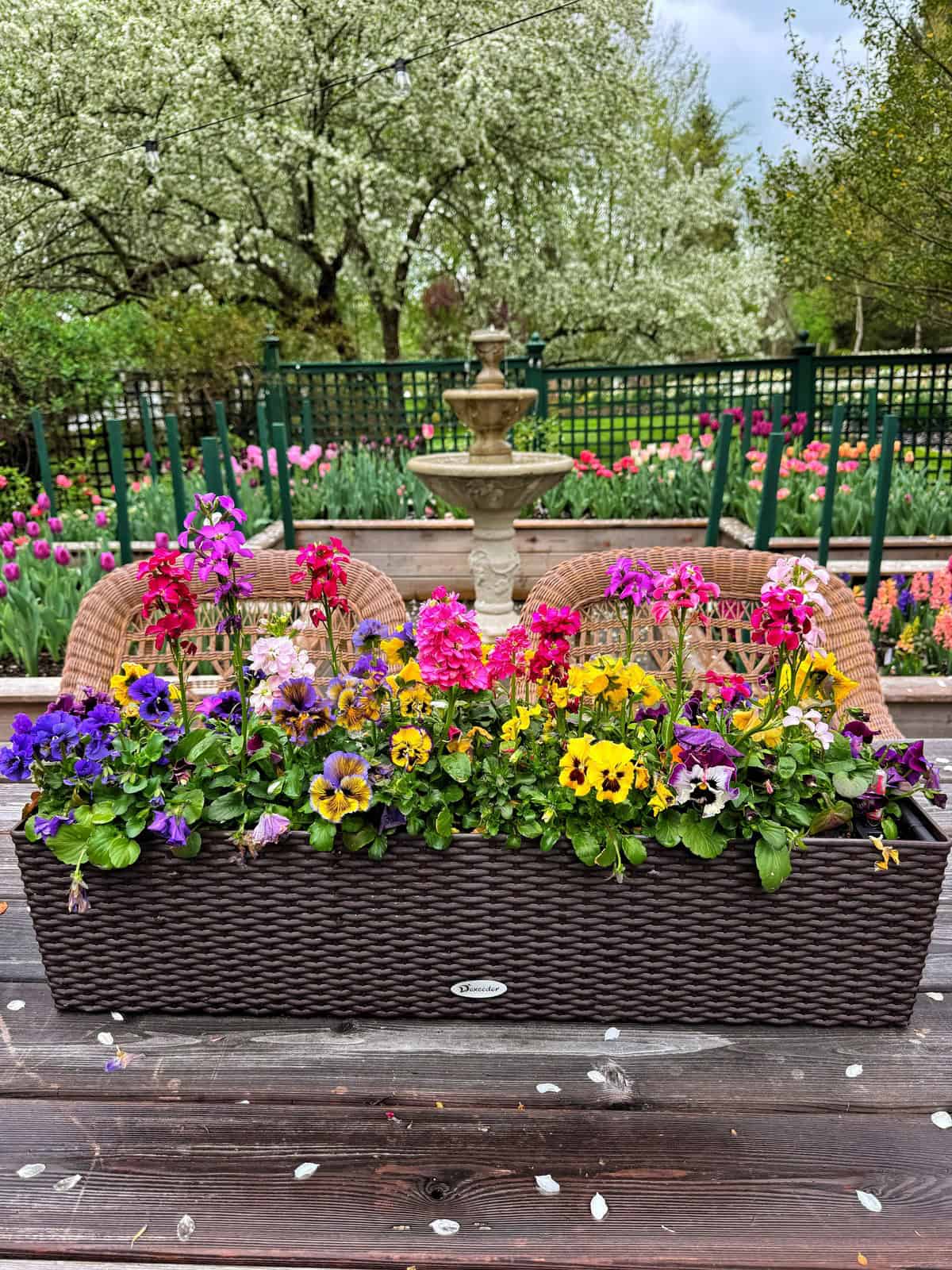 A rectangular wicker planter filled with colorful flowers sits on a wooden table outdoors, with two wicker chairs, a stone fountain, and blooming trees and flowers in the background.