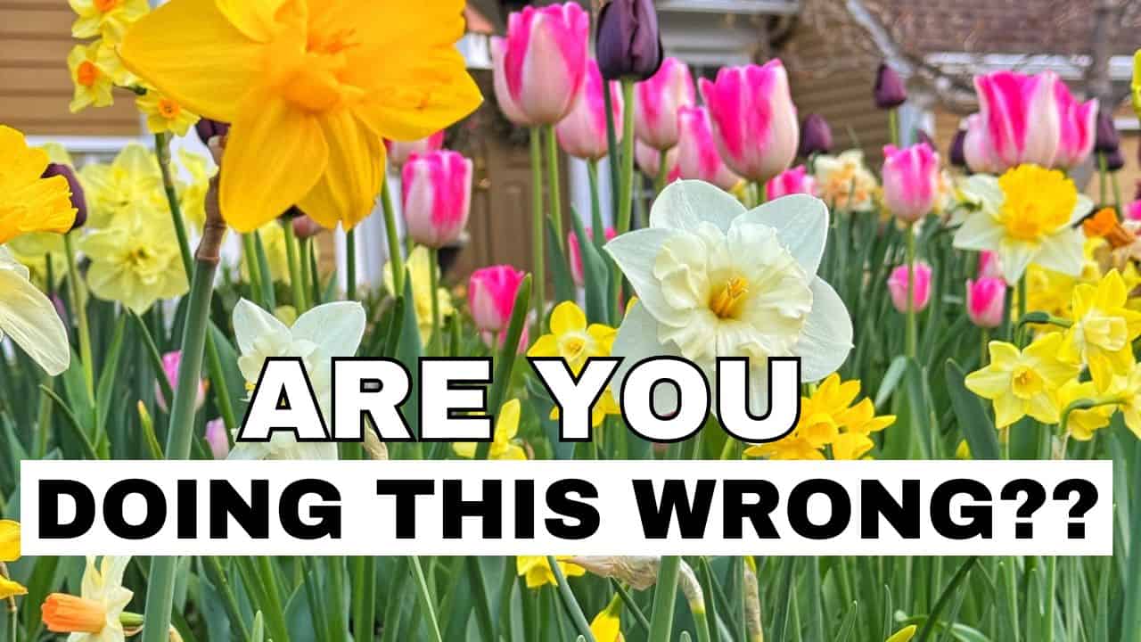 A colorful garden with yellow daffodils and pink tulips. Bold text over the flowers reads, "ARE YOU DOING THIS WRONG??.