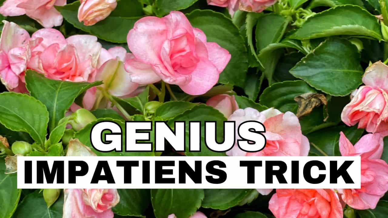 Pink impatiens flowers surrounded by green leaves with bold white and black text overlay that reads: "GENIUS IMPATIENS TRICK.