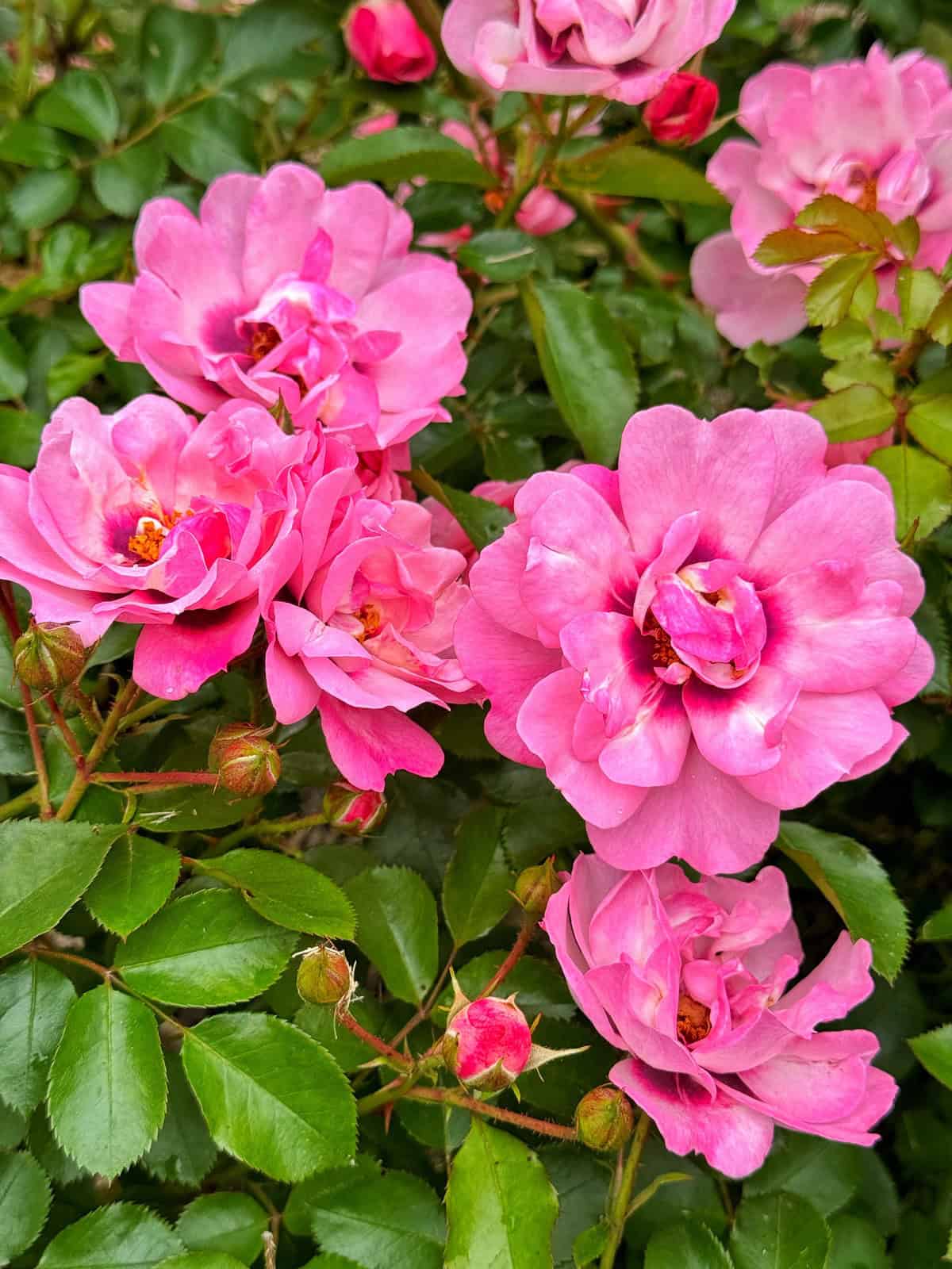 Clusters of vibrant pink roses in full bloom with several buds, surrounded by lush green leaves.