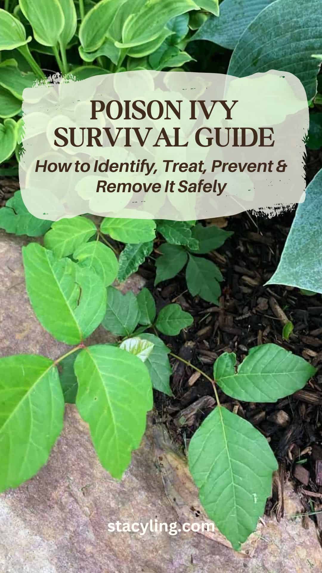 Close-up of poison ivy leaves growing beside a stone, with a text overlay: “Poison Ivy Survival Guide: How to Identify, Treat, Prevent & Remove Poison Ivy Safely.” Green plants are in the background.