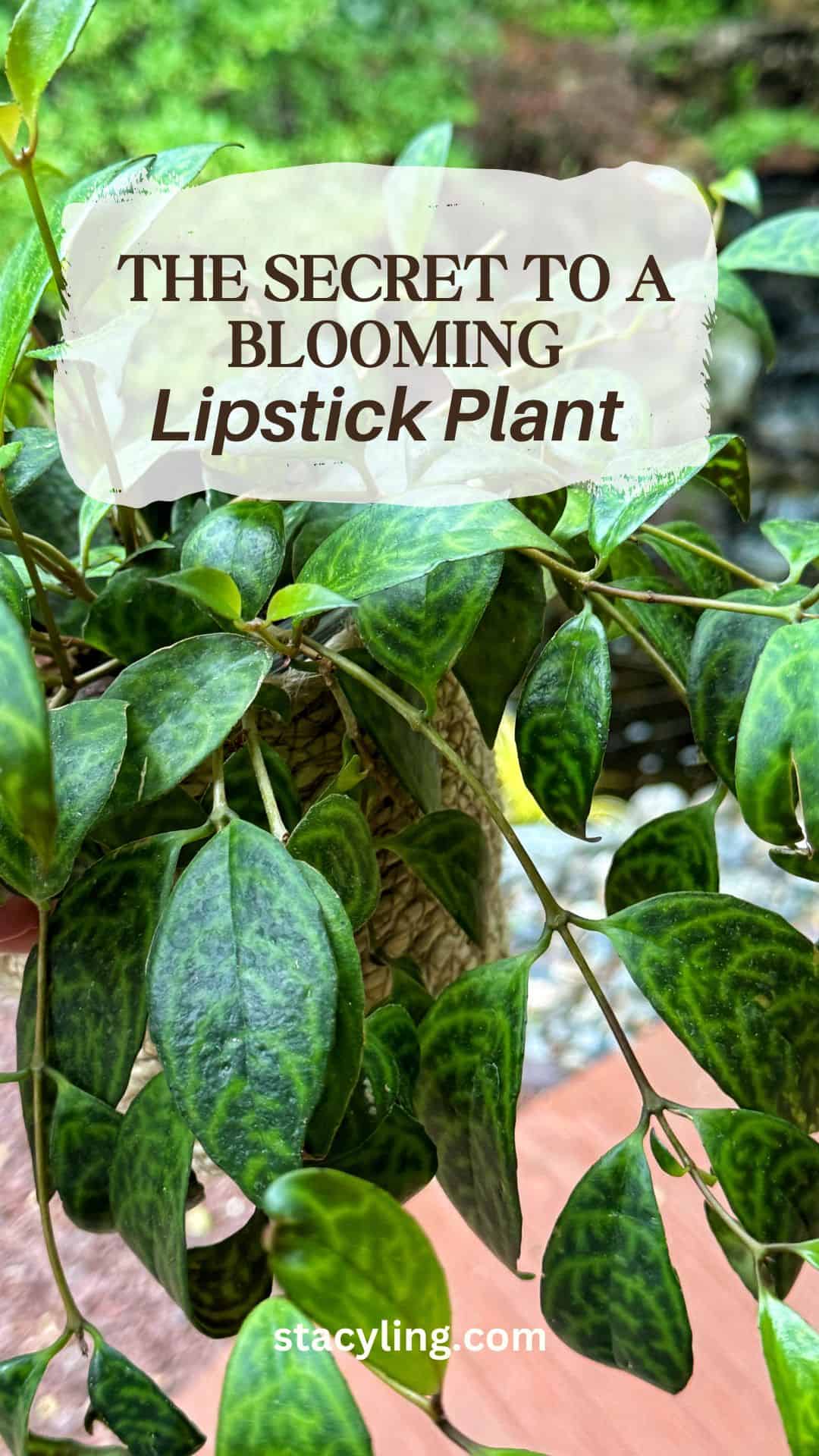 A close-up of a lipstick plant with green, patterned leaves. Overlaid text reads: "The Secret to a Blooming Lipstick Plant." The website stacyling.com appears at the bottom.