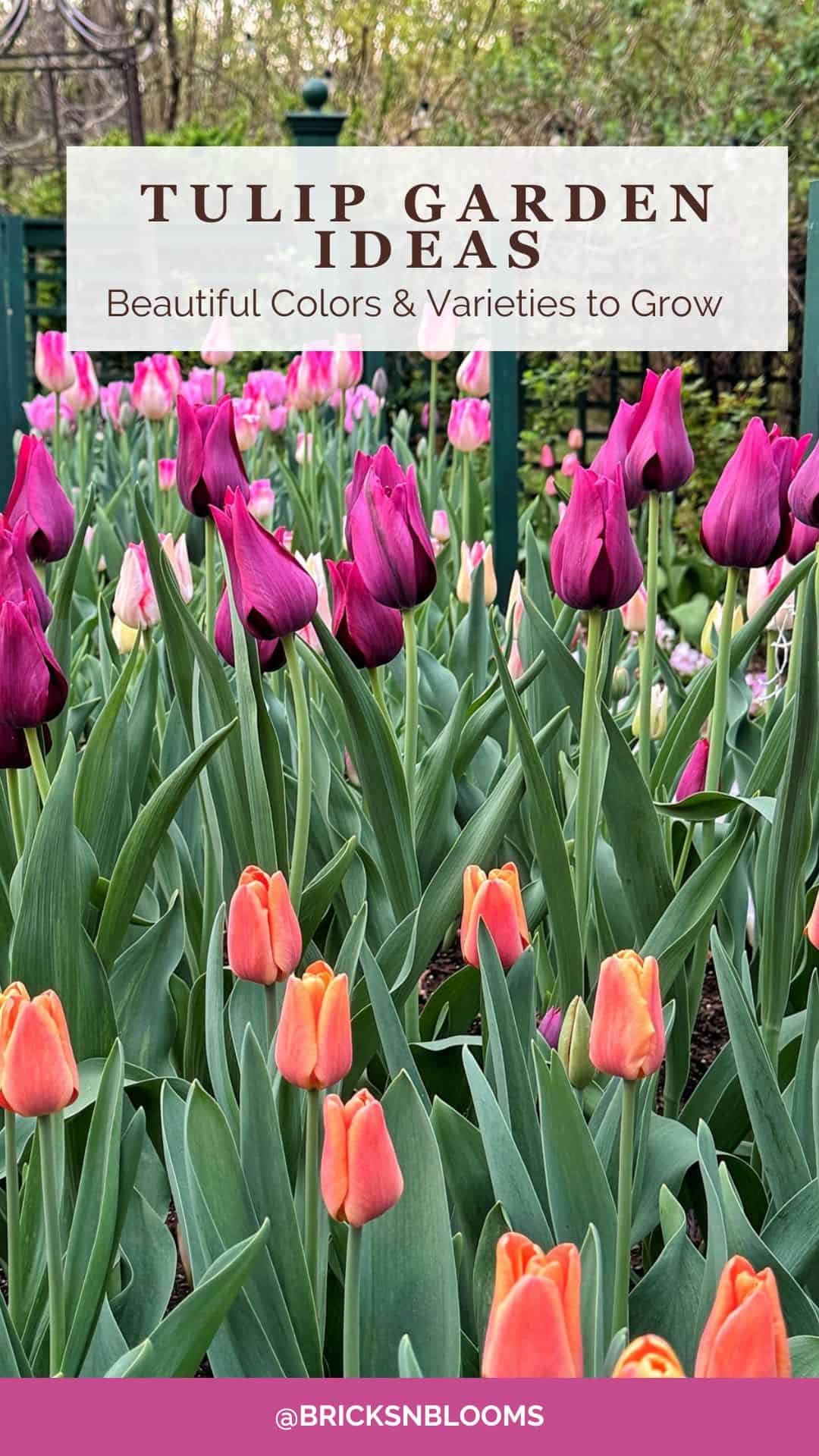Colorful tulip garden with pink, purple, and orange tulips in bloom, showcasing a vibrant array of tulip colors. A sign above reads “Tulip Garden Ideas: Beautiful Colors & Varieties to Grow.” @BRICKSNBLOOMS is listed at the bottom.