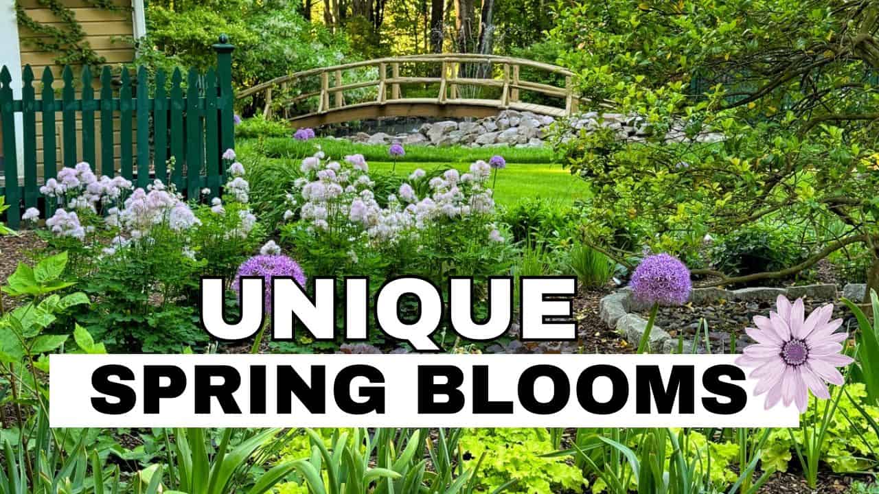 A lush garden with purple spring flowers, green plants, and a small wooden bridge over a grassy area. Large text reads “Unique Spring Blooms” with a purple daisy on the right.