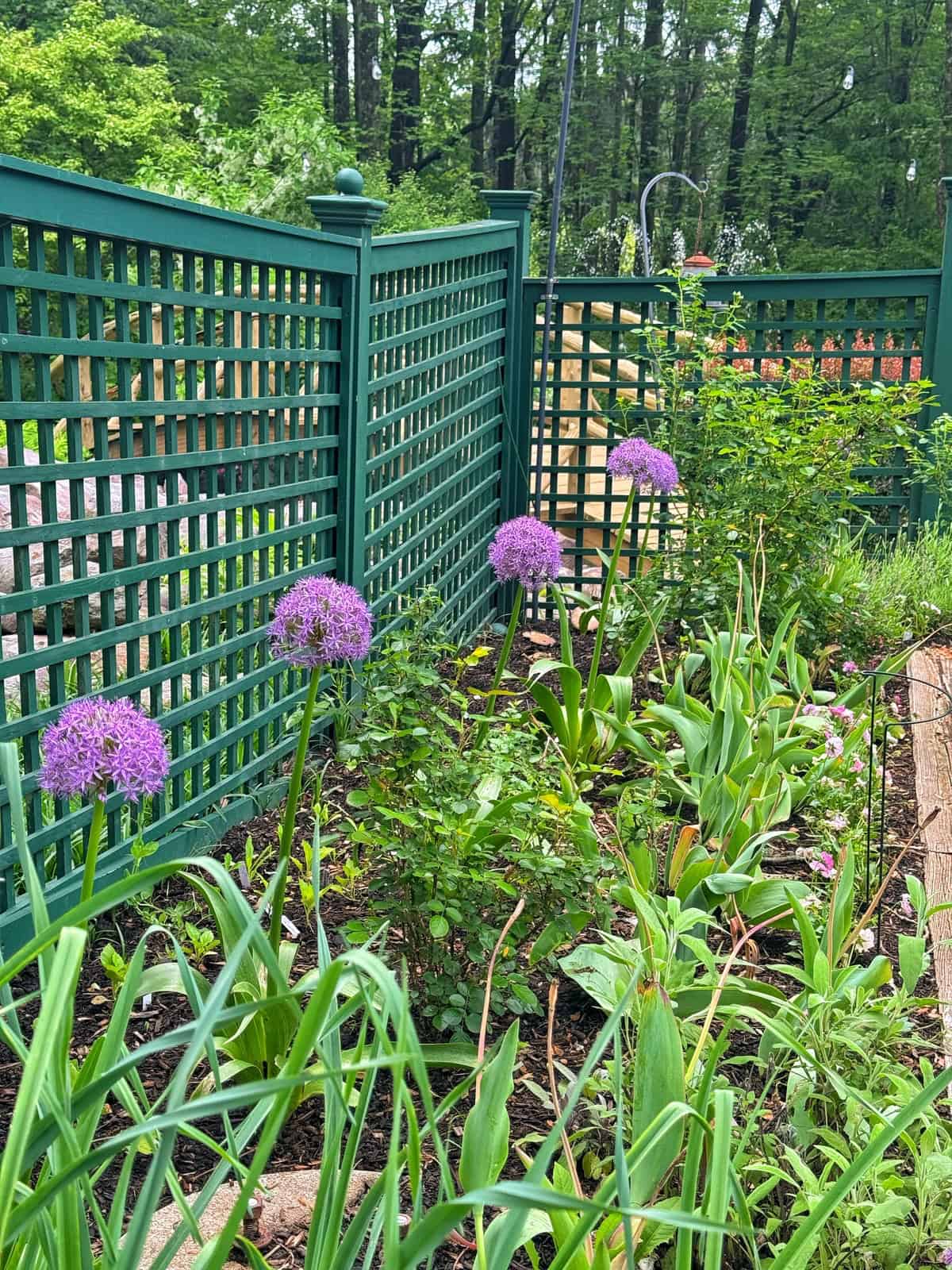 Purple allium flowers grow in a garden bed beside green lattice fencing, with leafy plants and trees in the background on a cloudy day.