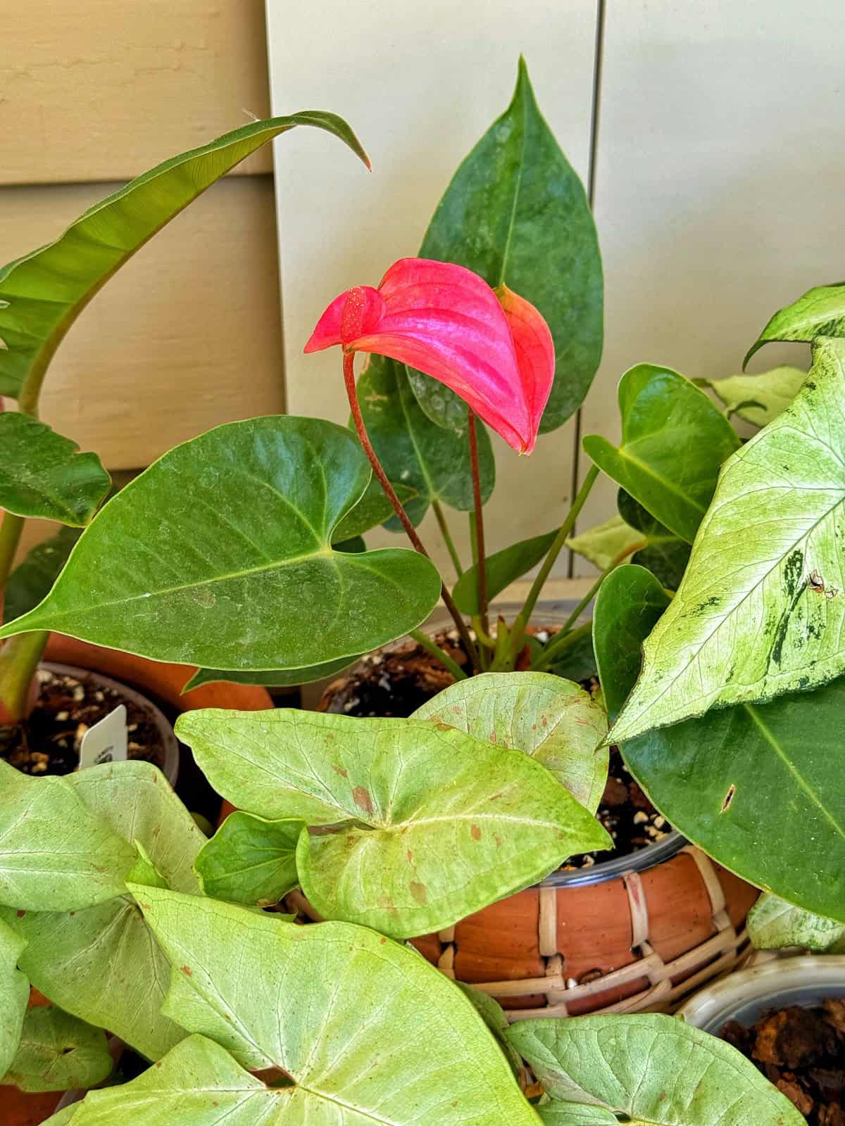 A potted anthurium plant with glossy green leaves and a single bright pink flower surrounded by other leafy houseplants with light green foliage. The plants are placed on a patio near a beige wall.