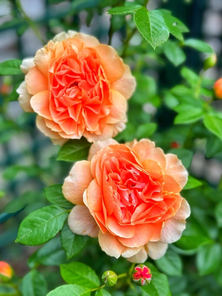 Two large, orange-pink roses in full bloom with ruffled petals, surrounded by green leaves and a few rosebuds on the same plant.