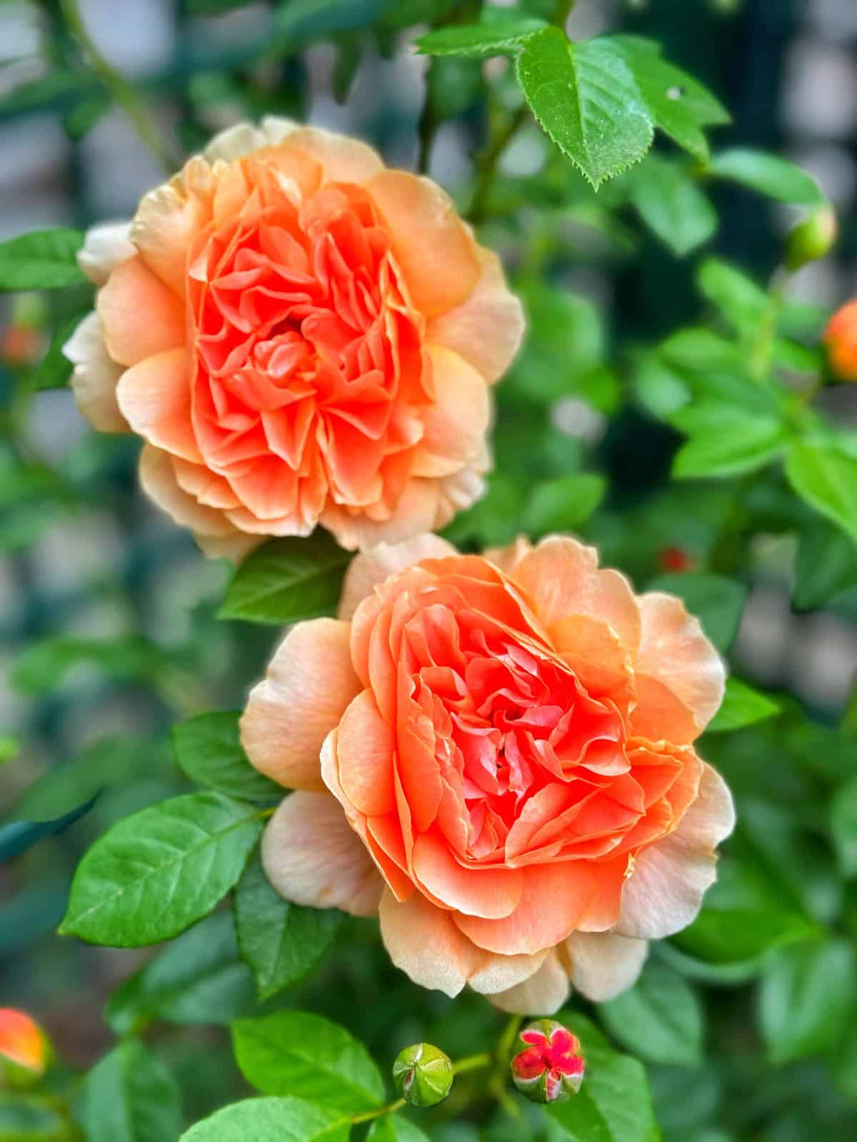 Two large, orange-pink roses in full bloom with ruffled petals, surrounded by green leaves and a few rosebuds on the same plant.