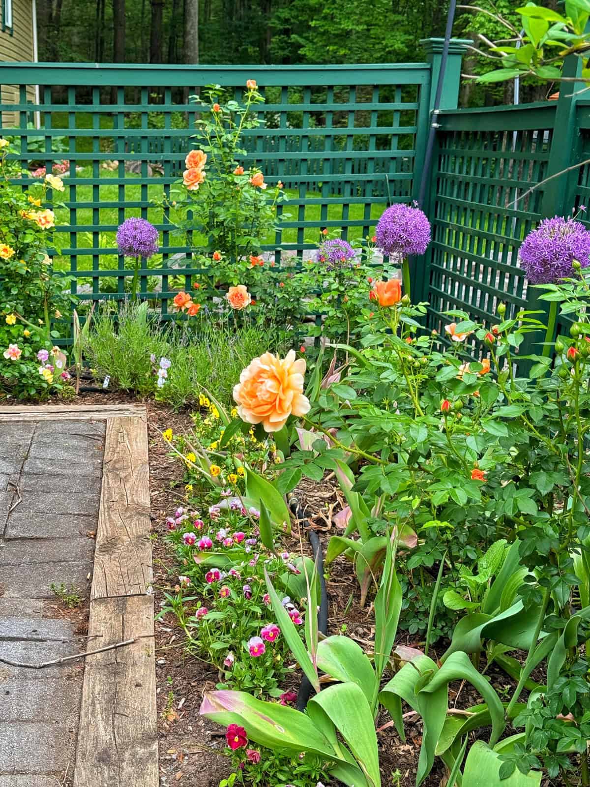 A colorful garden with blooming orange roses, purple alliums, and various flowers, surrounded by green lattice fencing and a wooden walkway on the left. Trees and a yellow house are visible in the background.