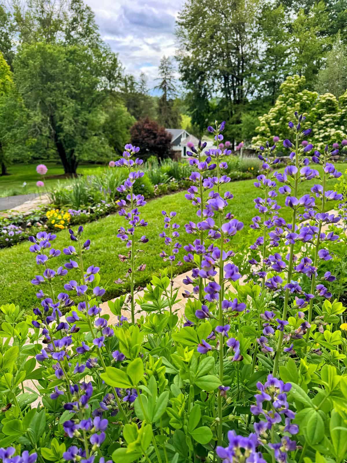 Tall purple baptisia flowers bloom in the foreground of a lush garden with green grass, various plants, and a small white house in the background, surrounded by trees under a partly cloudy sky.