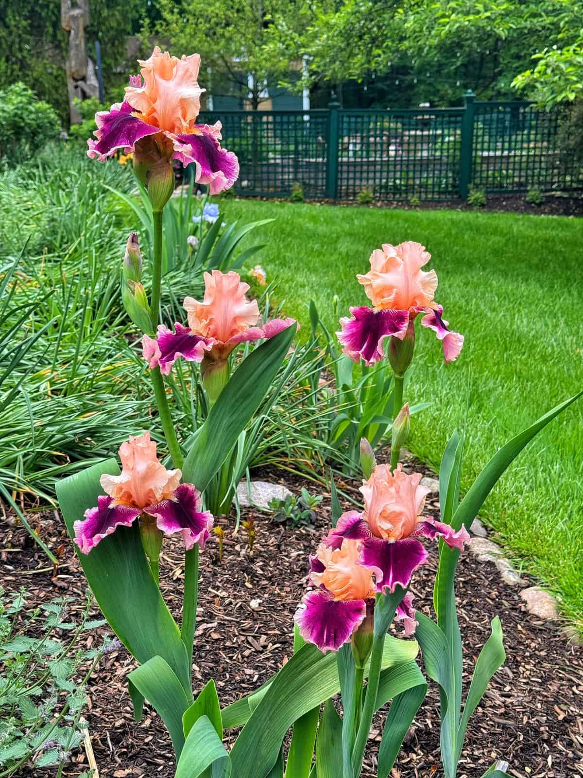 Tall bearded irises with ruffled peach and magenta petals bloom in a garden bed, surrounded by green leaves and grass, with a fence and trees in the background.