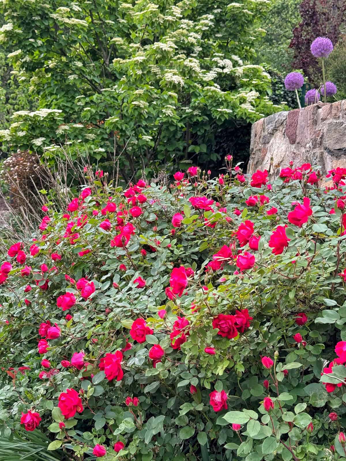 A garden scene with a large, bushy rose plant covered in vibrant red blooms in the foreground, green foliage and white flowering shrubs in the background, and purple alliums near a stone wall.