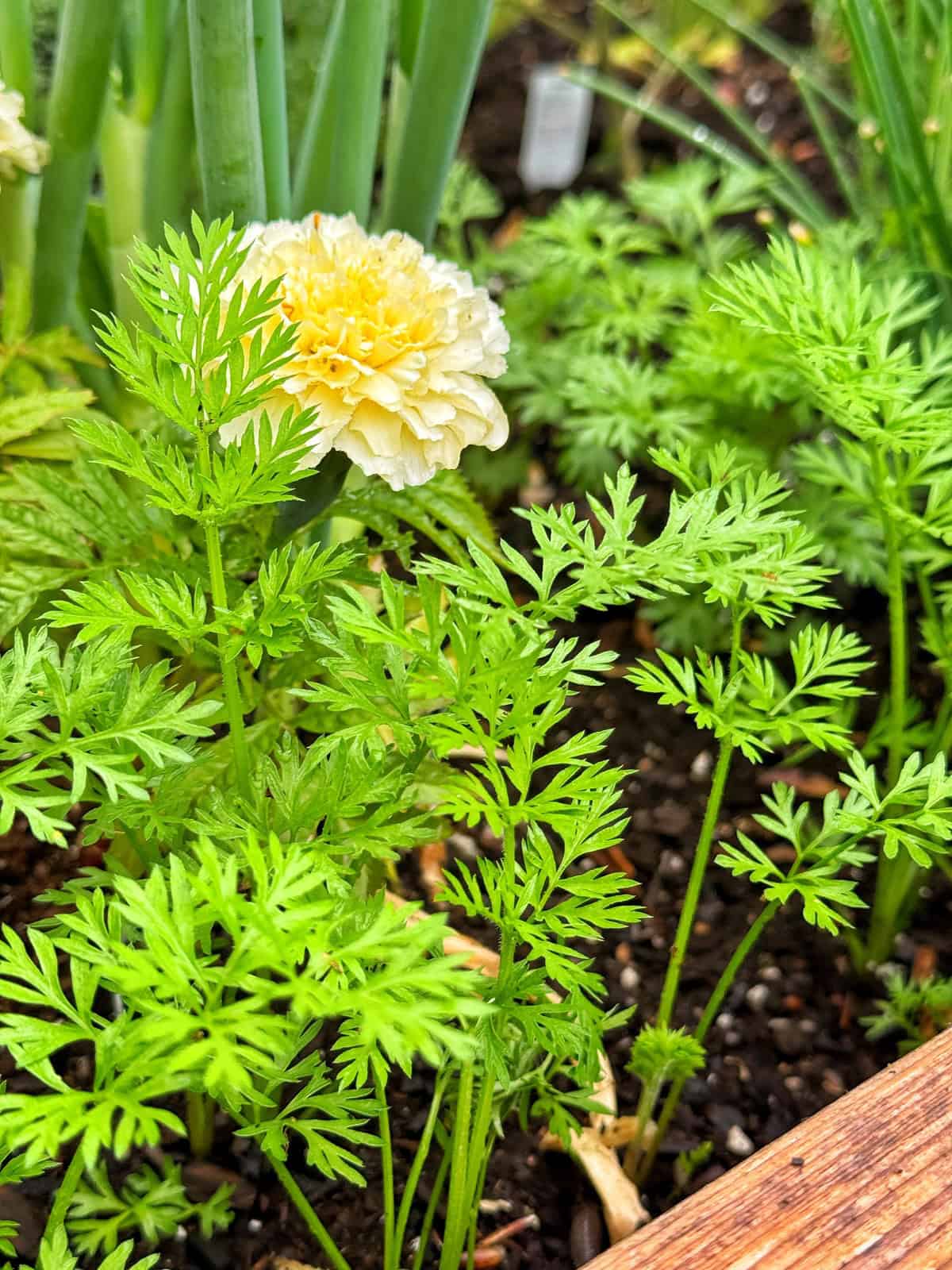 Bright green carrot tops grow in dark soil next to a pale yellow marigold flower, with leafy stems and other plants visible in the background of a garden bed.