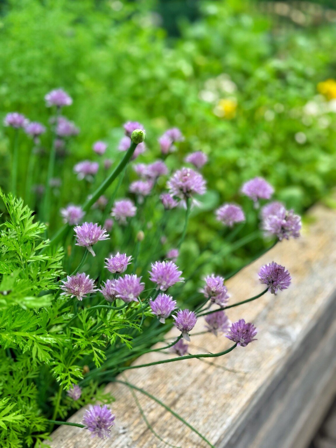 A close-up of a garden bed with blooming chive flowers featuring purple spherical blossoms, surrounded by green foliage and wooden garden borders.