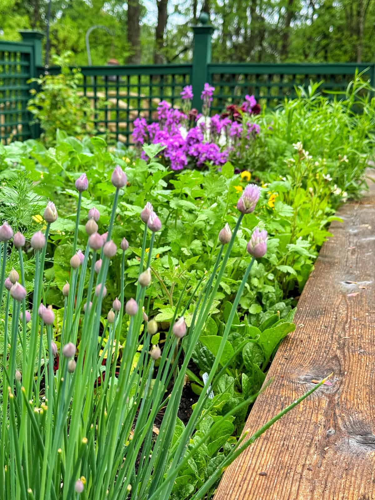 A vibrant garden bed in a kitchen garden with chive buds in the foreground, leafy green herbs, and purple flowers in the background, bordered by a wooden edge and green lattice fence.