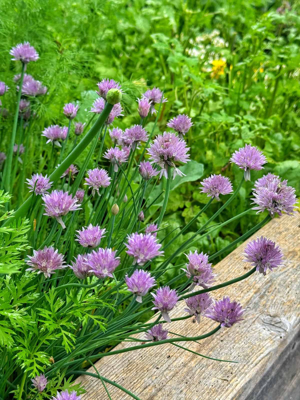Purple chive flowers bloom on tall green stems next to a wooden garden bed, surrounded by lush green foliage.