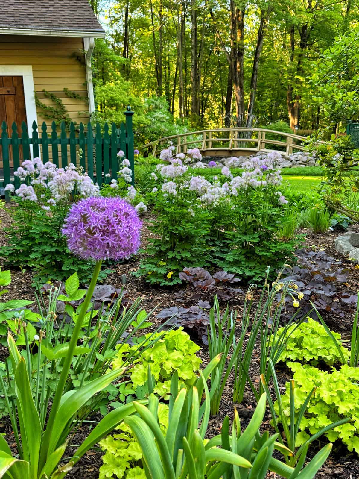 A vibrant garden with green plants and purple allium flowers, bordered by a wooden fence and a small wooden bridge. A yellow house with a brown door and forested trees are visible in the background.