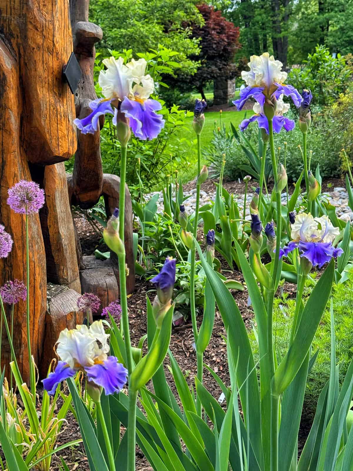 Tall iris flowers with purple and white petals bloom in a lush garden. Green leaves and other plants surround them, and a carved wooden sculpture is visible on the left side of the image.