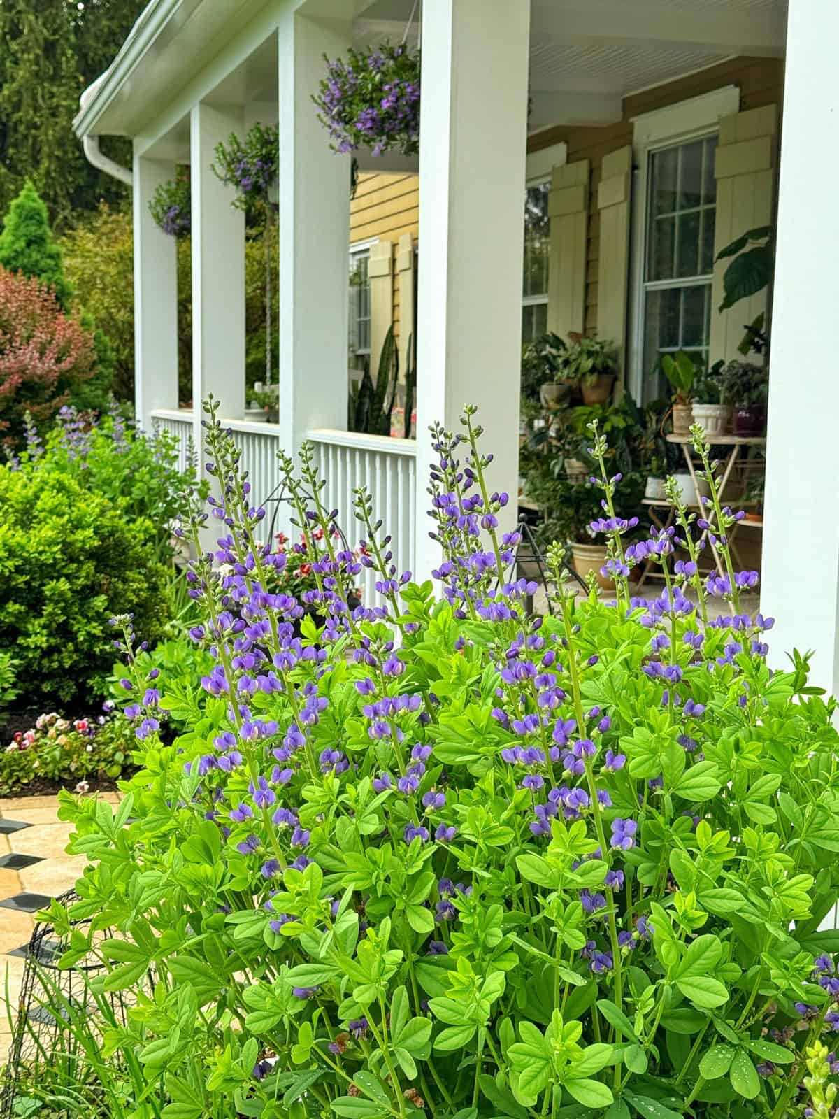 Purple flowers bloom in lush green foliage near the porch of a yellow house, which is decorated with hanging baskets and potted plants. The porch features white columns and windows with shutters.